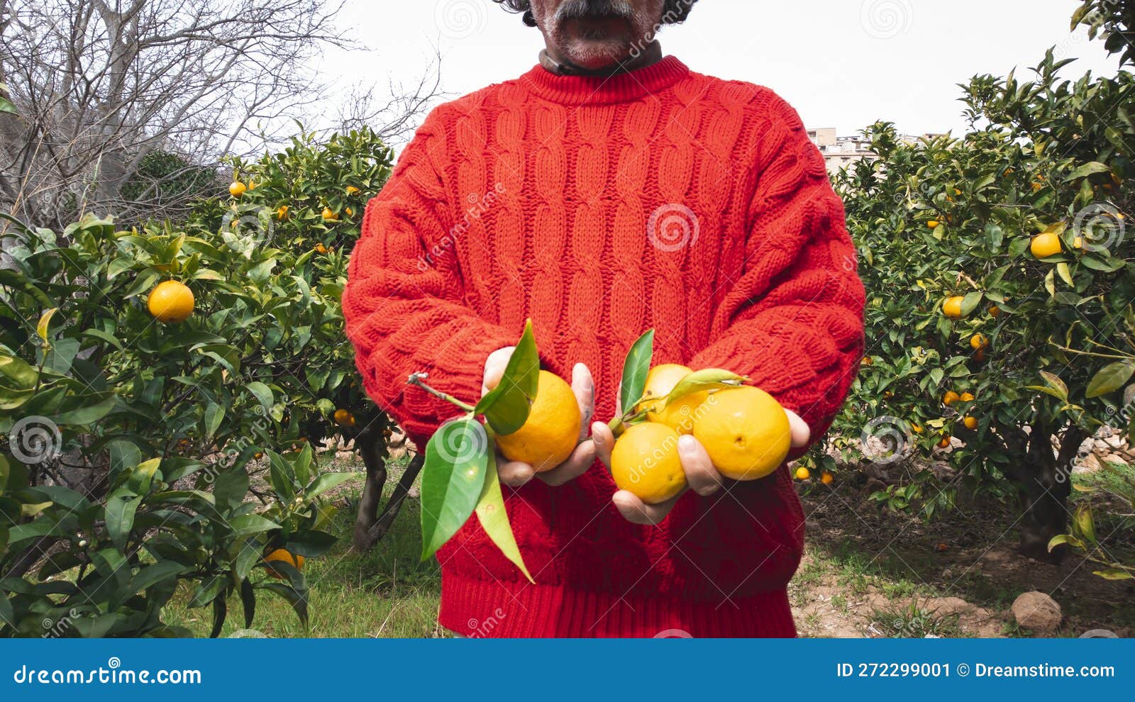 Male Hands Holding Freshly Picked Oranges Stock Image Image of nature