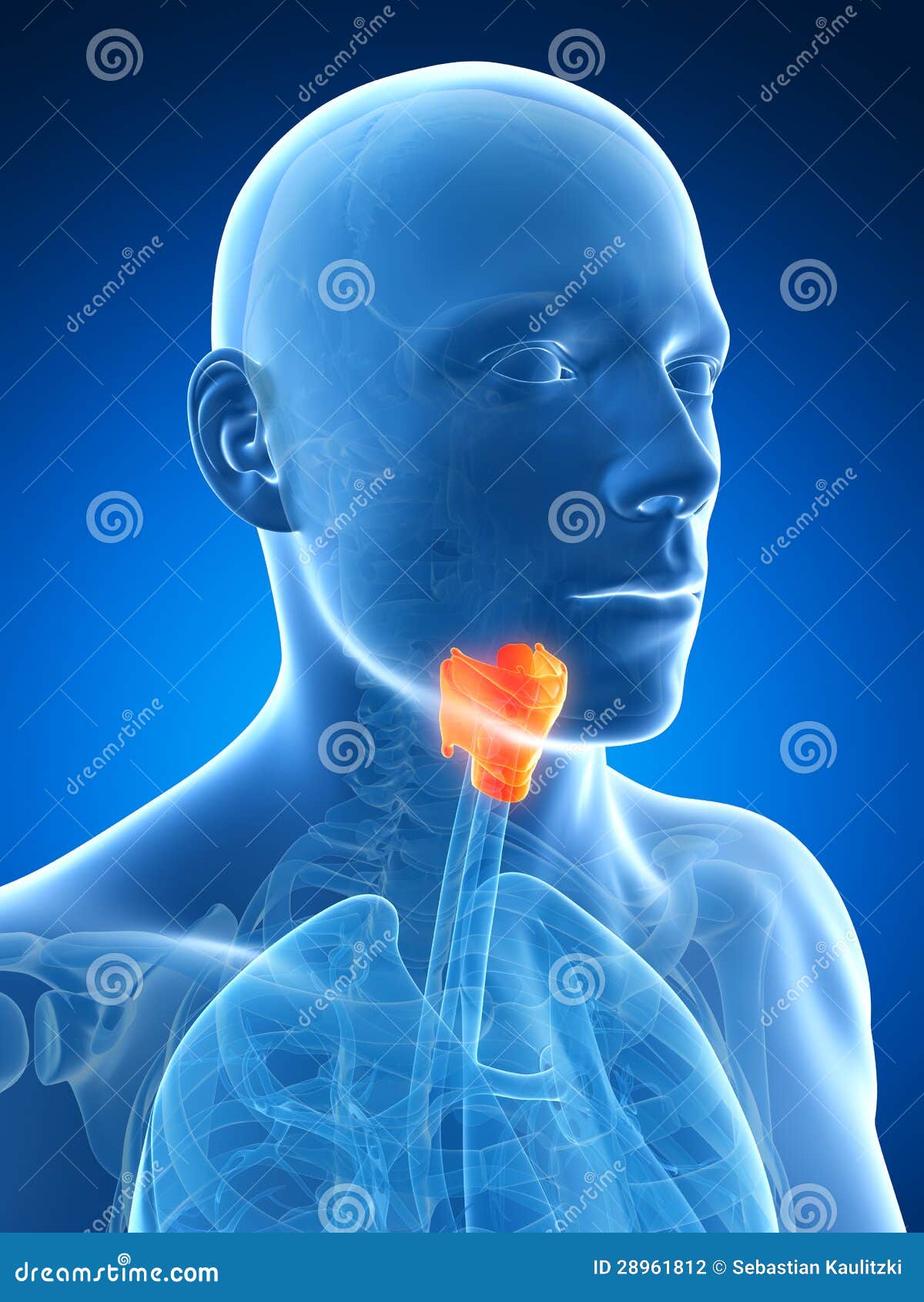 male highlighted larynx