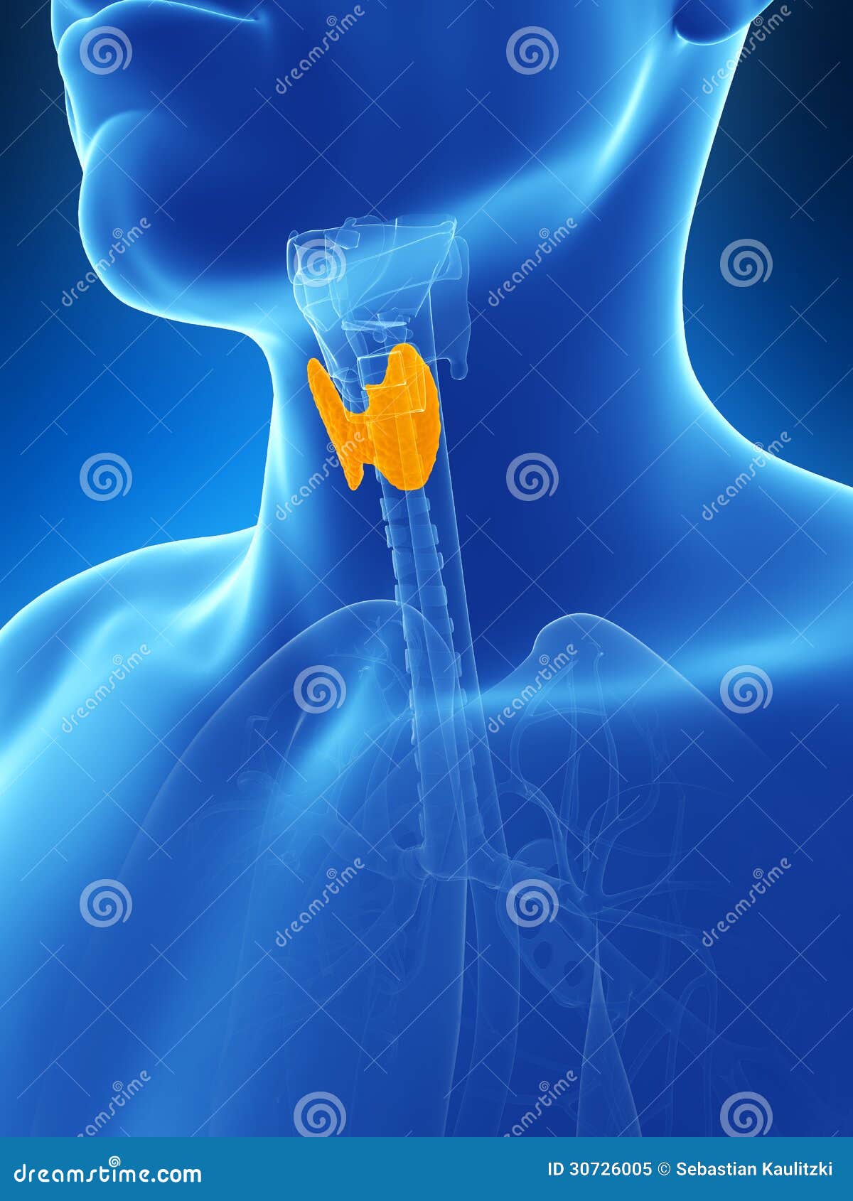 Male Highlighted Thyroid Gland Stock Illustration Illustration of