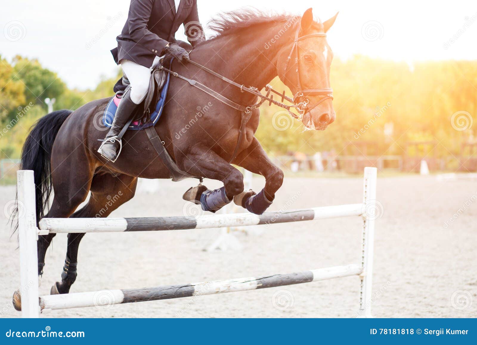Male Horse Rider Jumps Over Hurdle on Competition Stock Photo Image