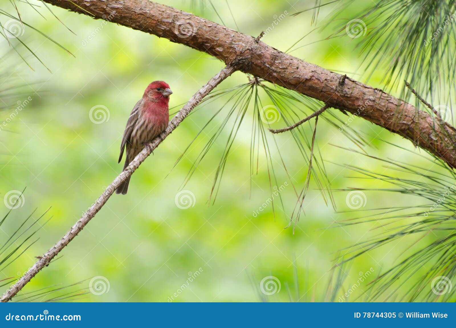 Male House Finch Stock Image Image Of Feeding Duck 78744305