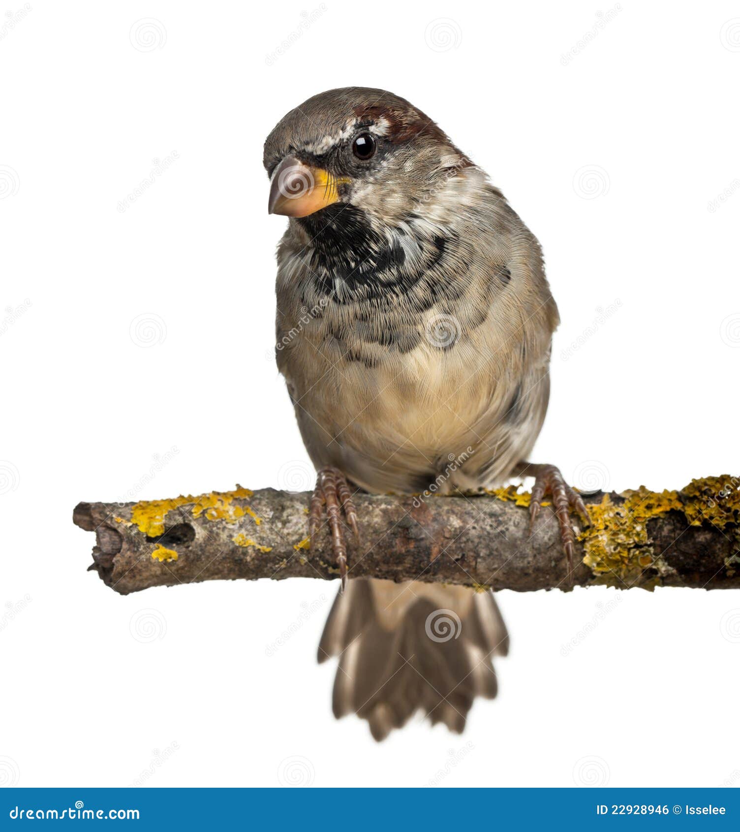 male house sparrow, passer domesticus, 4 months