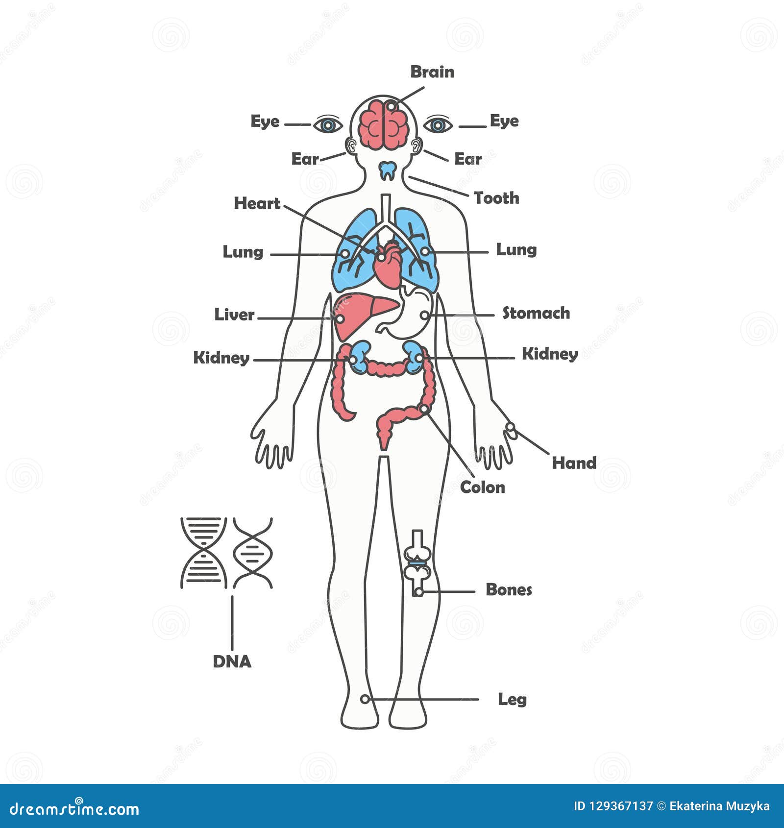 body diagram