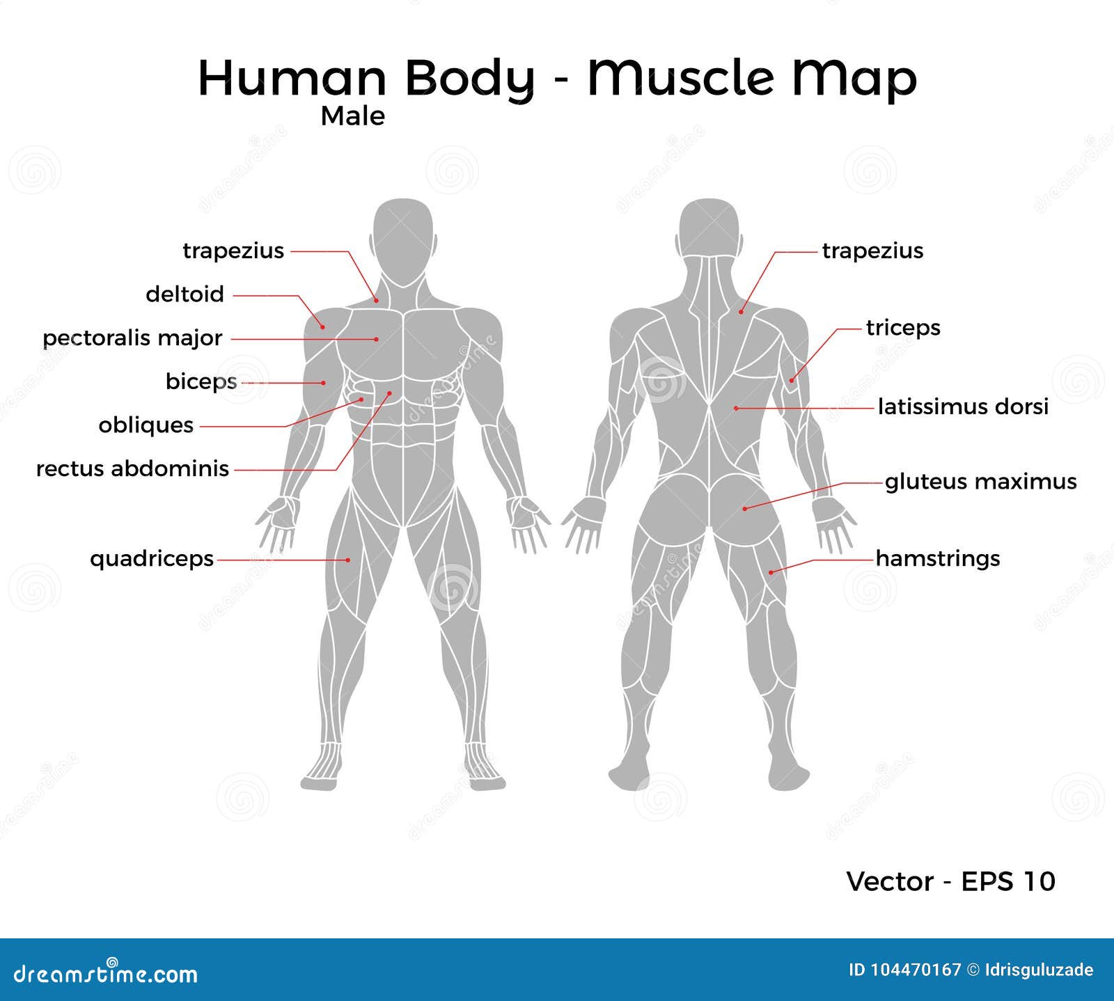 Male Human Body Muscle Map Stock Vector Illustration Of Body 104470167