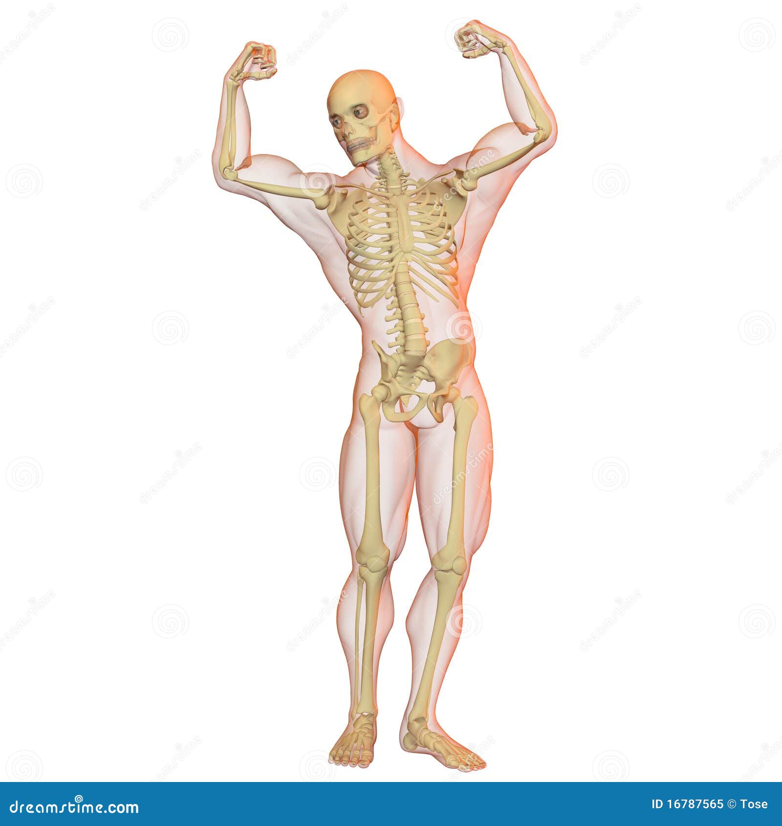 Verbazingwekkend Male Human Body And Skeleton. Stock Illustration - Illustration of YI-11