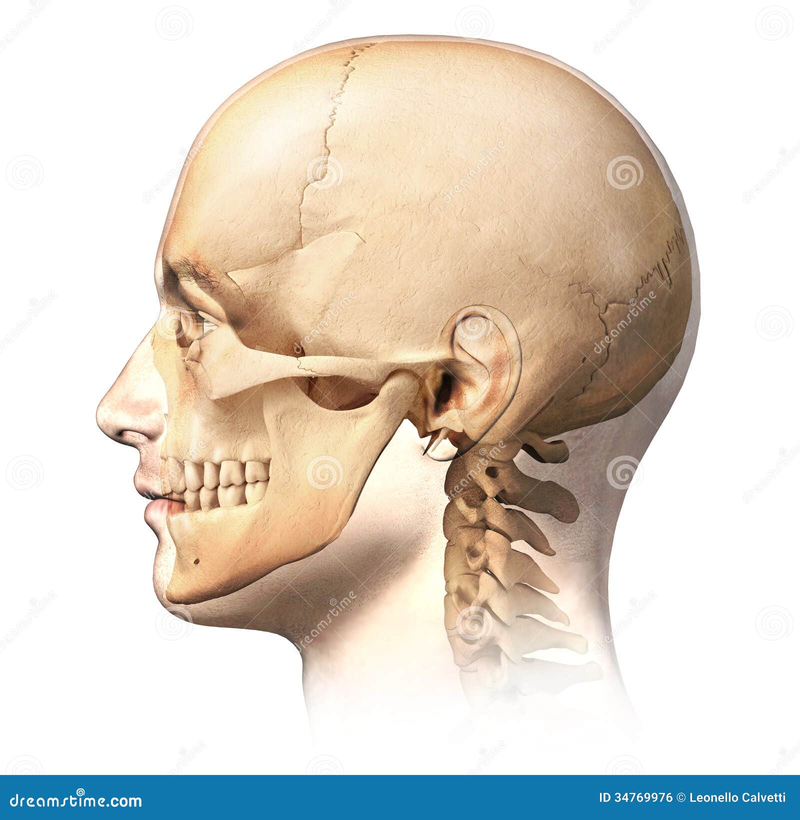 Male Human Head With Skull In Ghost Effect Side View Stock Illustration Illustration Of Inside Human