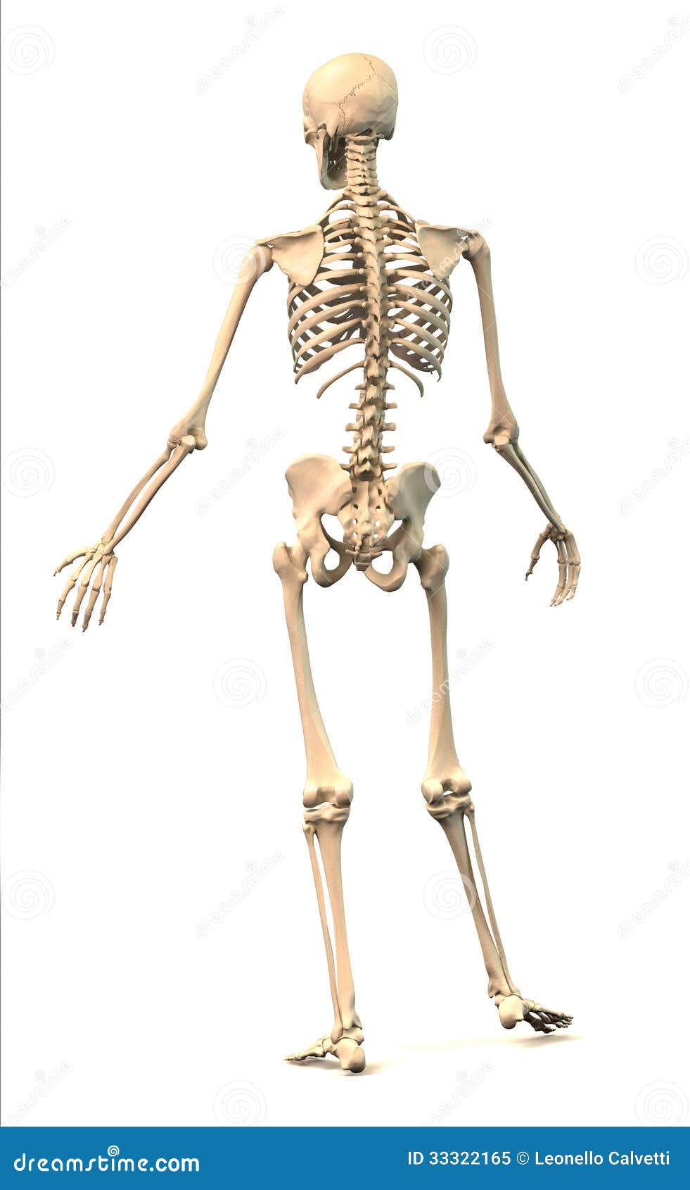 Male Human Skeleton, In Dynamic Posture, Rear View. Stock Illustration