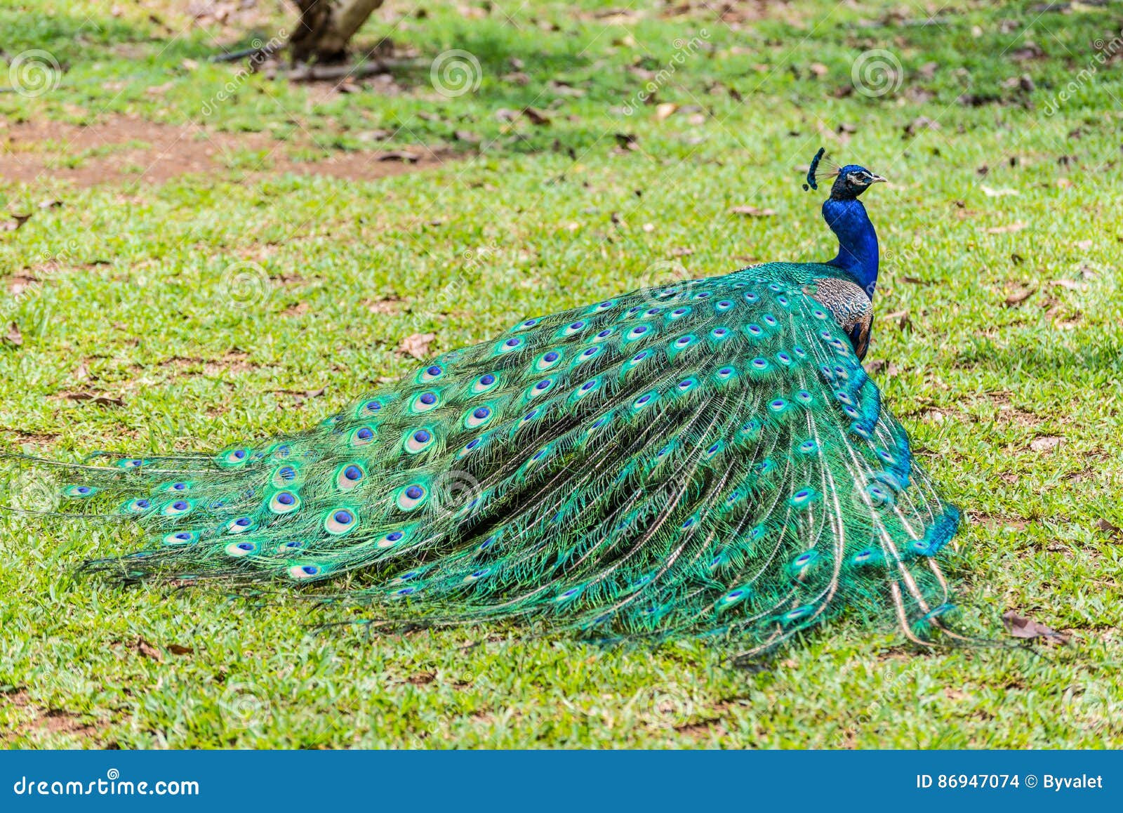 male indian peacock pavo cristatus with folded tail