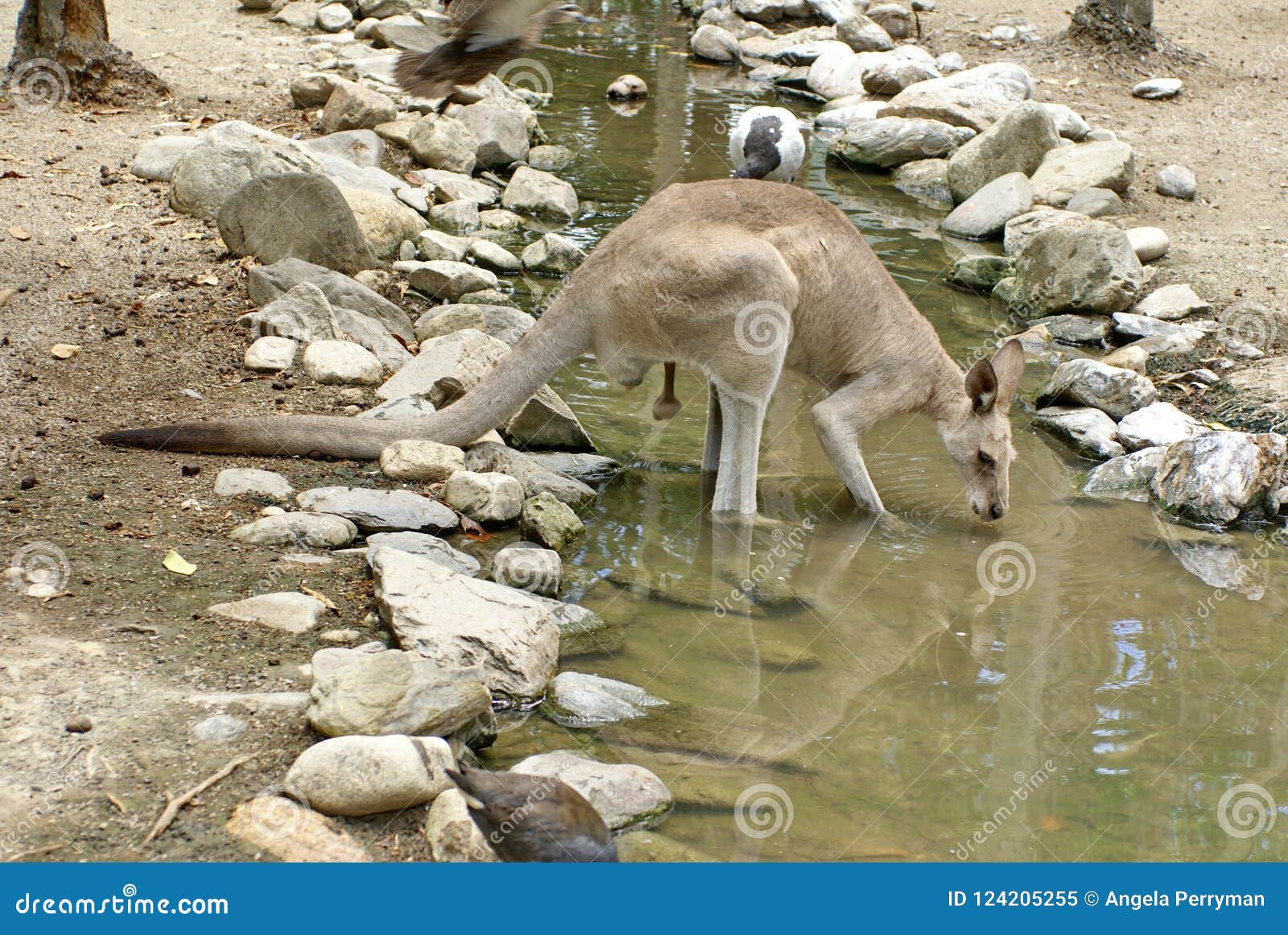 Male Kangaroo Drinking from a Stream Stock Image