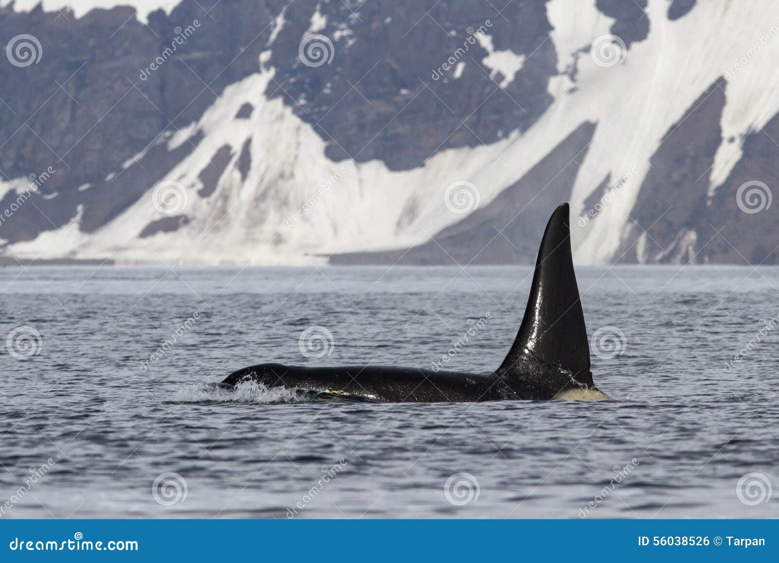 male killer whale who swims against the backdrop of bering
