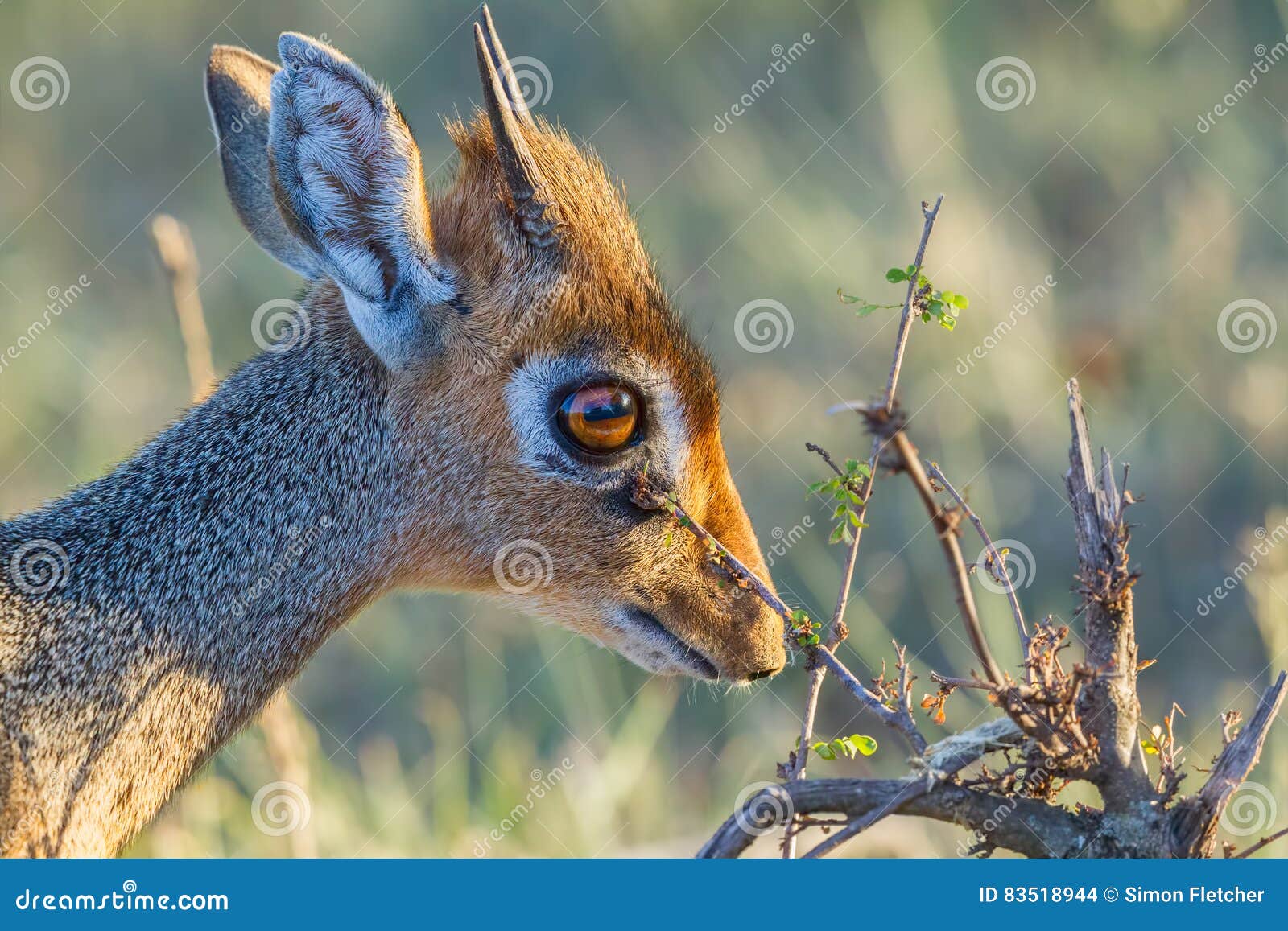 male kirks dikdik, head portrait