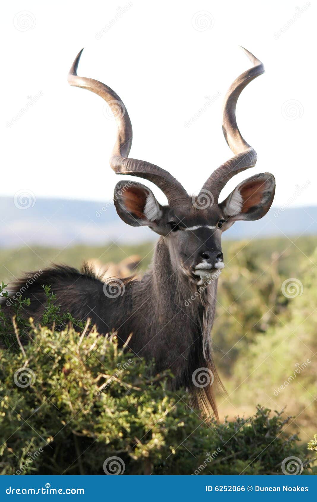 male kudu antelope