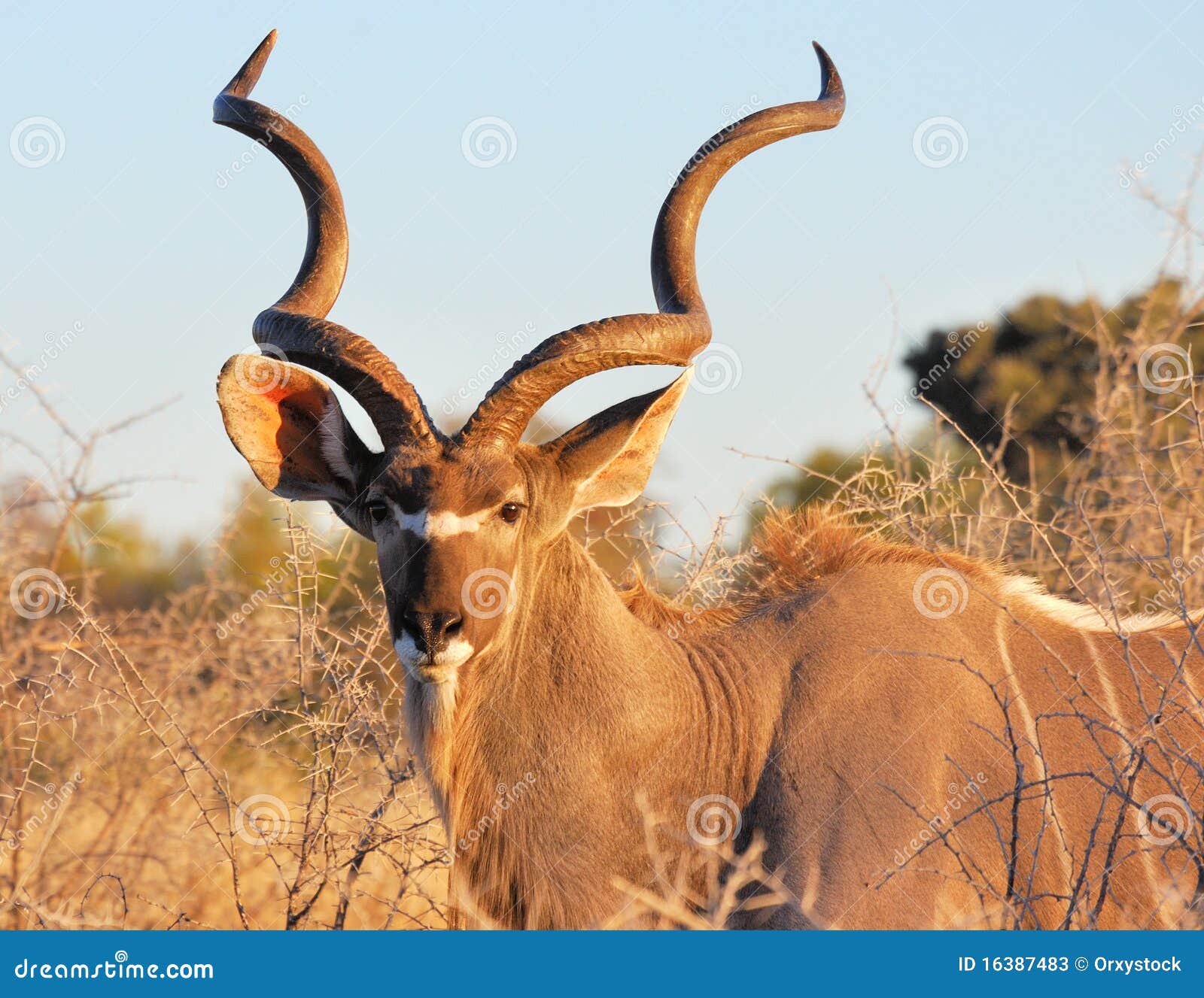 male kudu in etosha