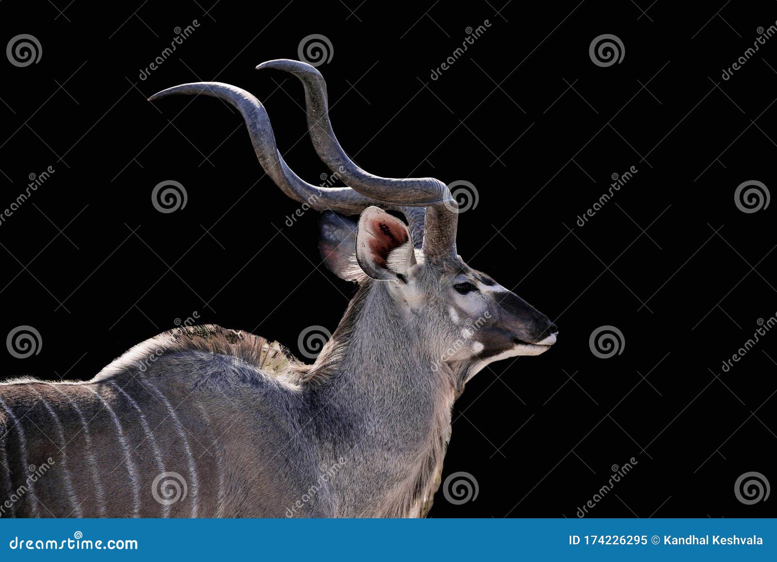male kudu  on a black background, kudu animal at african forest