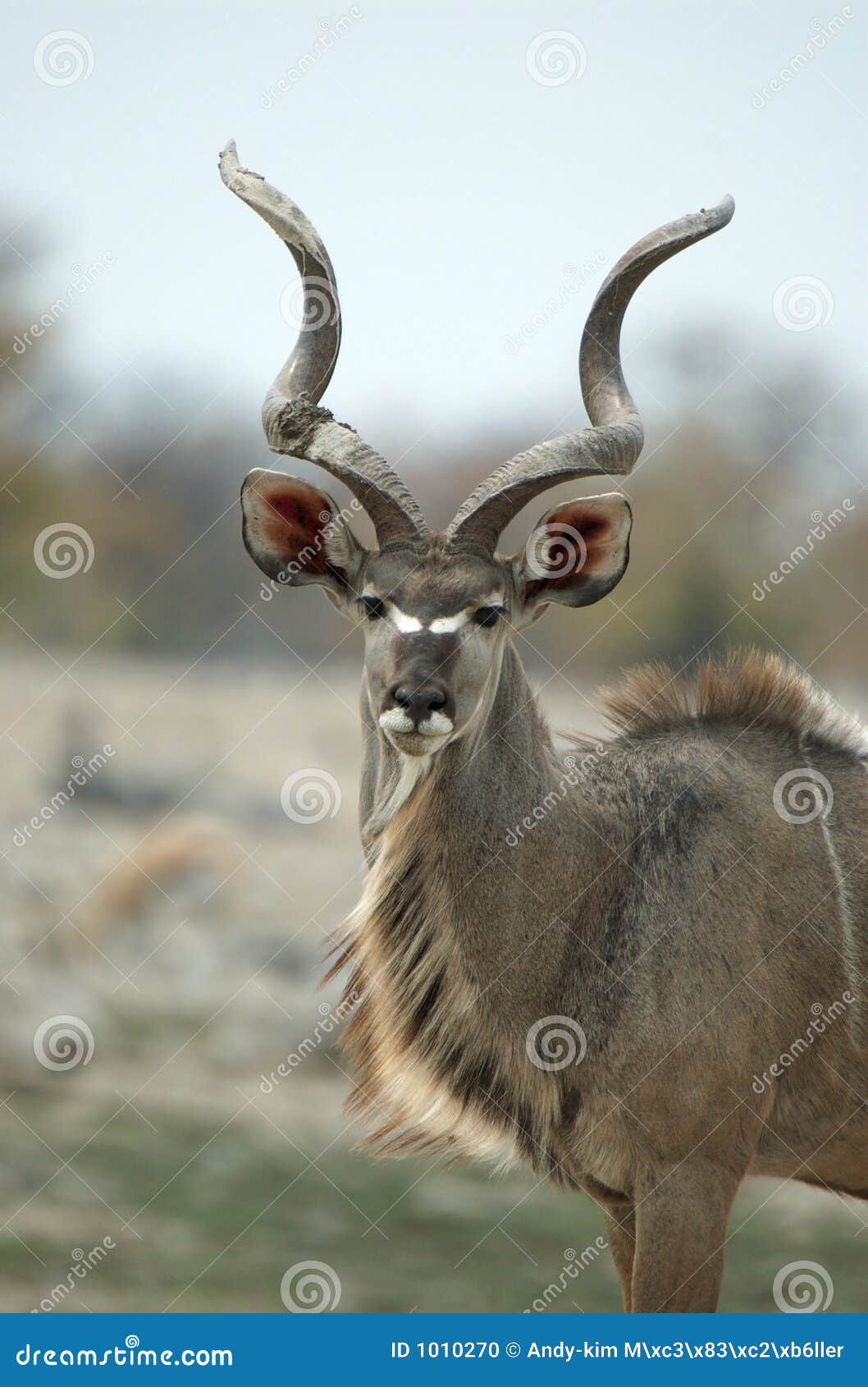 male kudu portrait