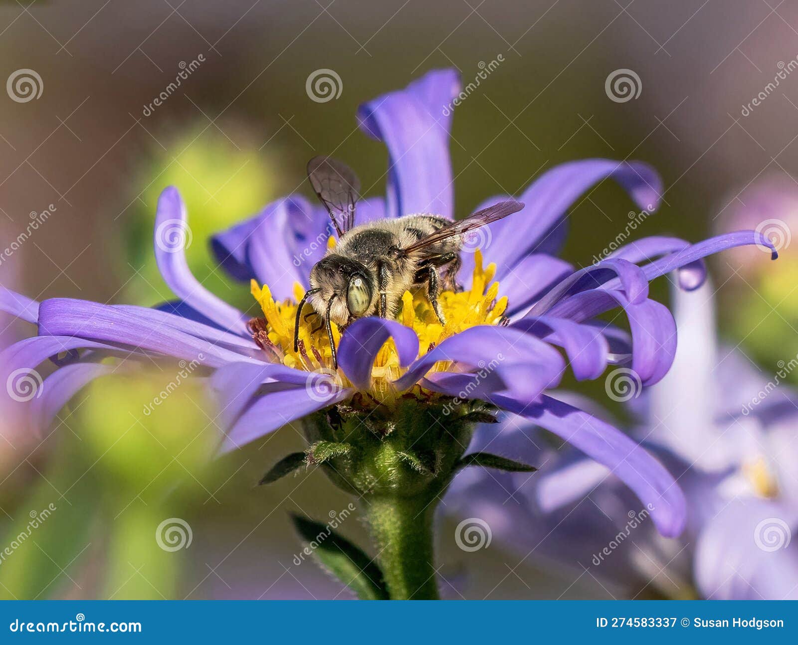 Male Leafcutter Bee on Purple Aster Bloom Stock Image Image of garden