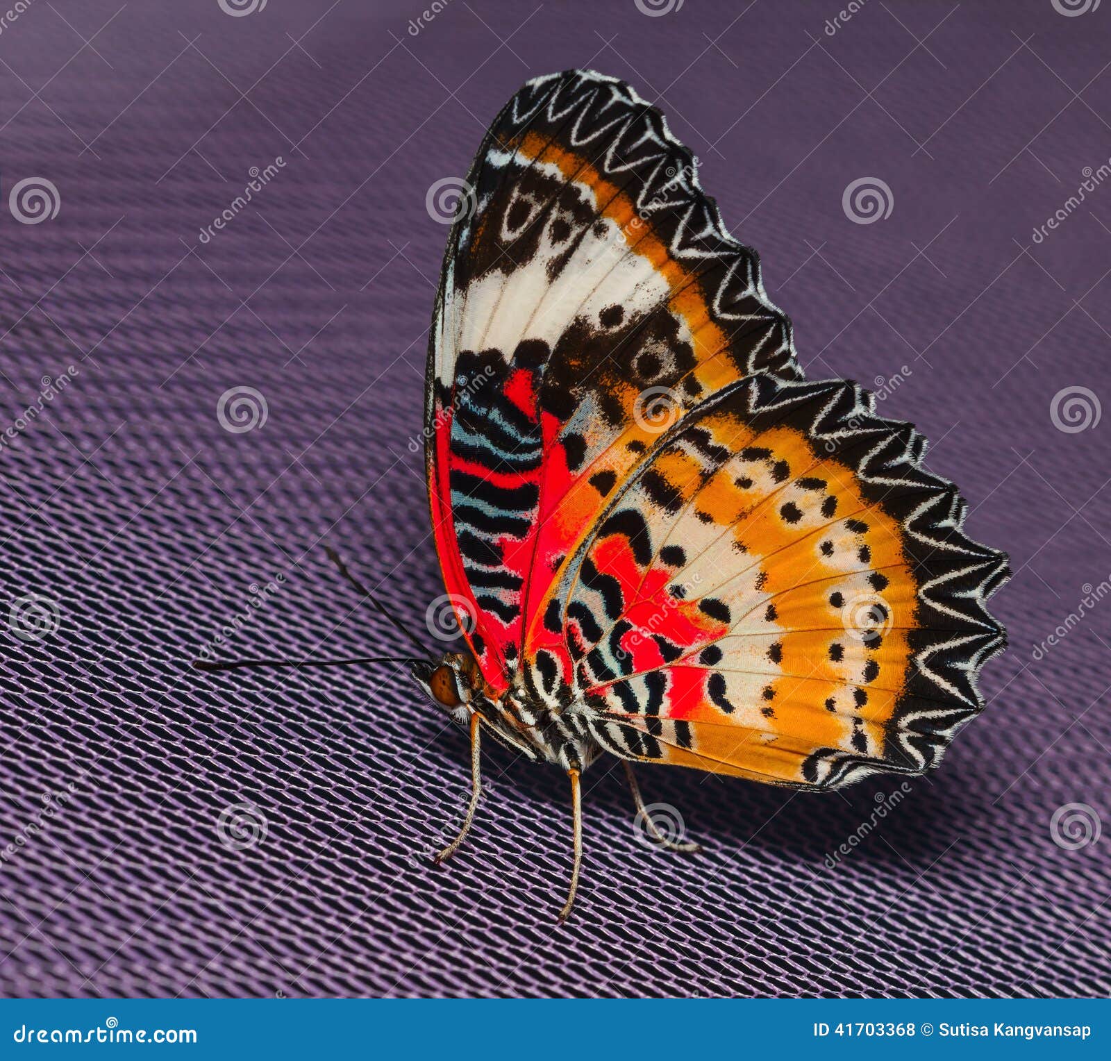 Male of Leopard Lacewing Butterfly Stock Photo Image of cethosia