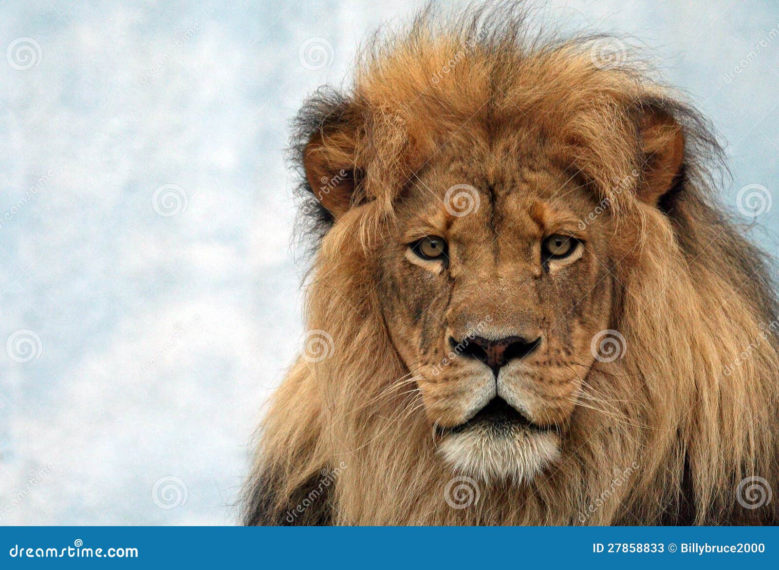 male lion