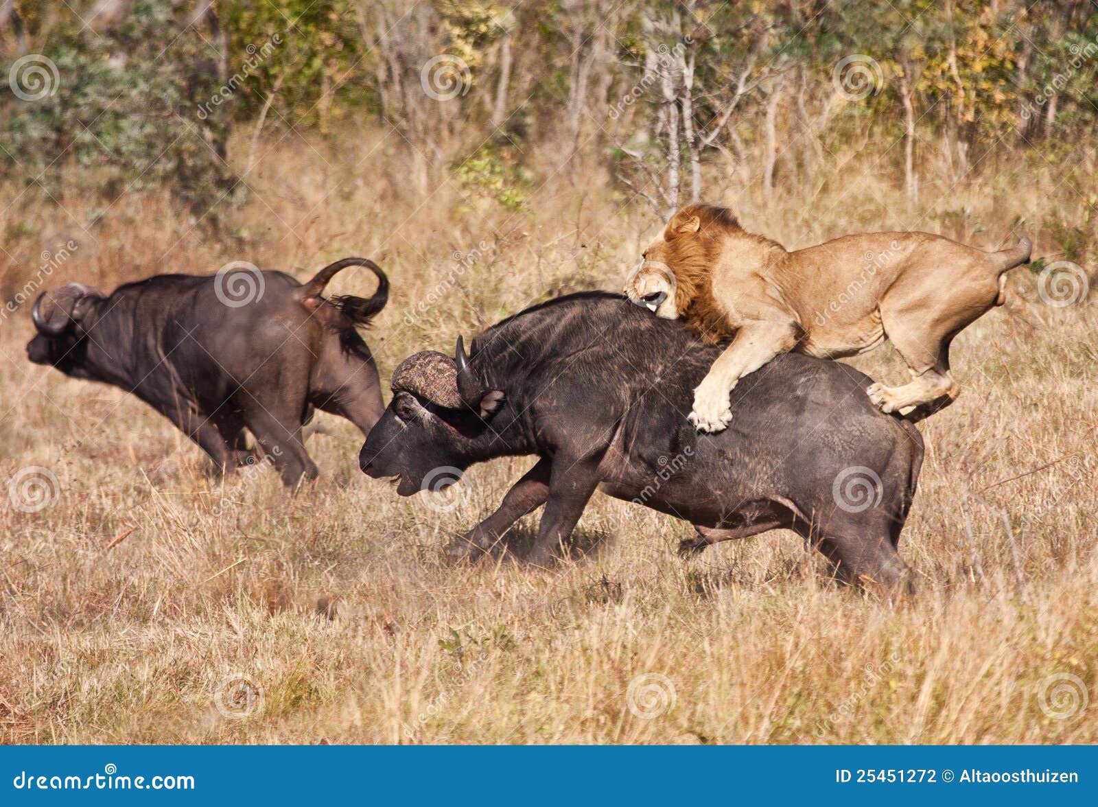 male lion attack huge buffalo bull