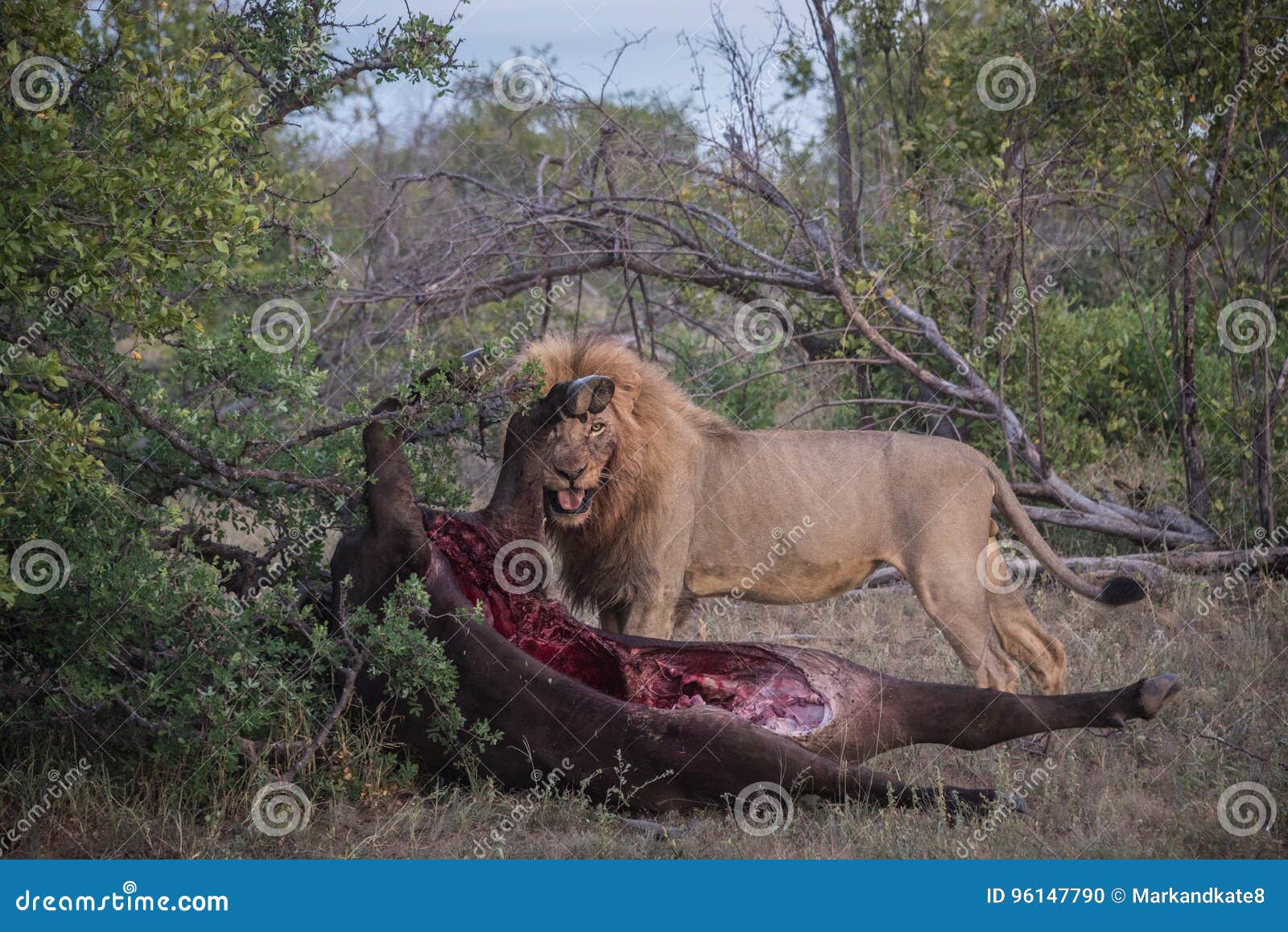 Grunde audition Acquiesce Male Lion with Buffalo Kill Stock Photo - Image of eating, national:  96147790