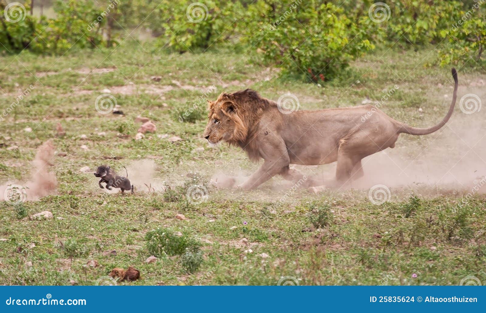 Male Lion Chasing Baby Warthog Stock Photo Image Of Africa African