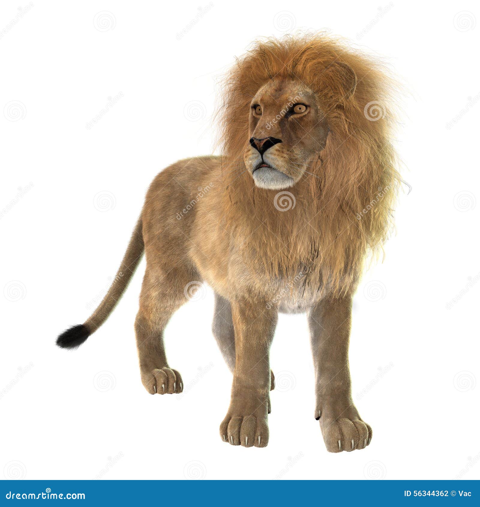 Male Lion stock photo. Image of wild, nature, mammal - 56344362