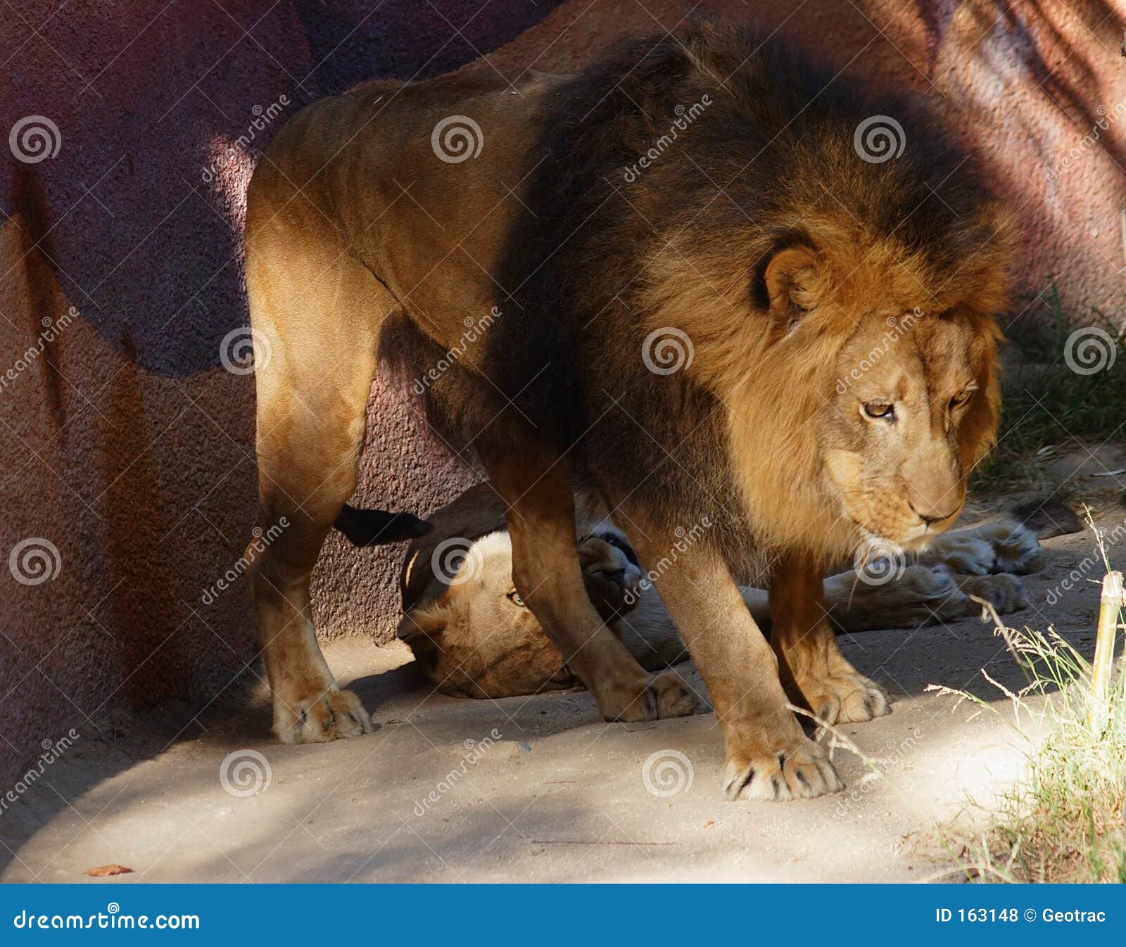 male lion guarding his female lion