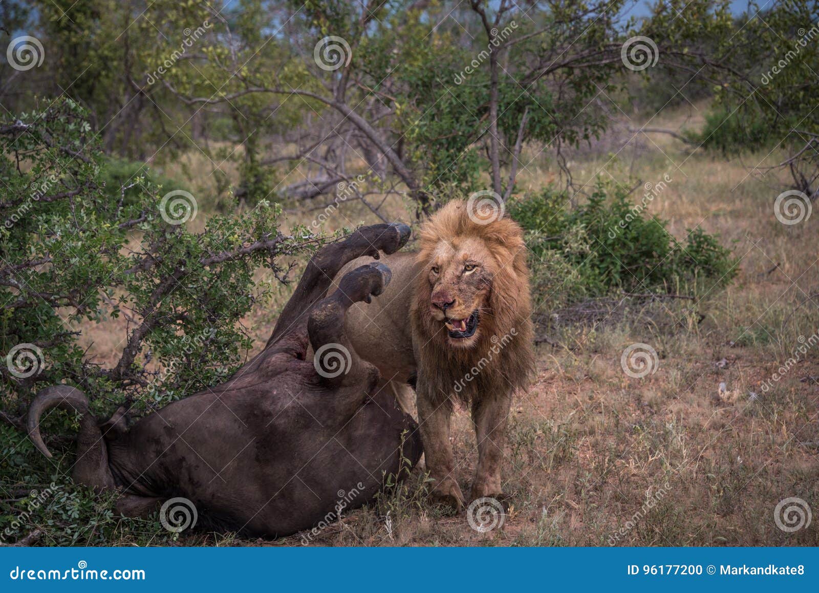 Lion Killing a Buffalo Stock Photo - Image of wild, 96177200