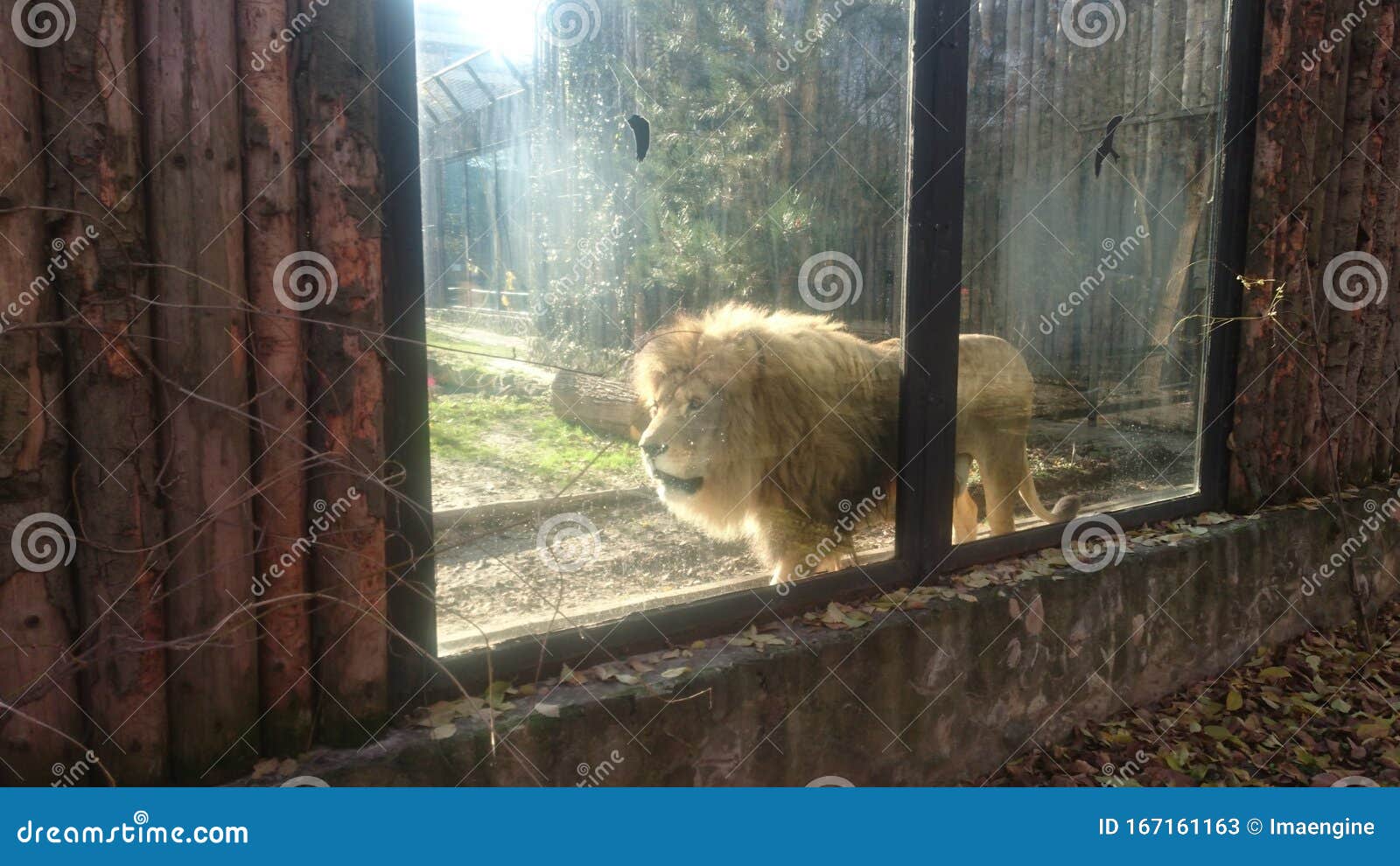 male lion - king of felines at the zoo