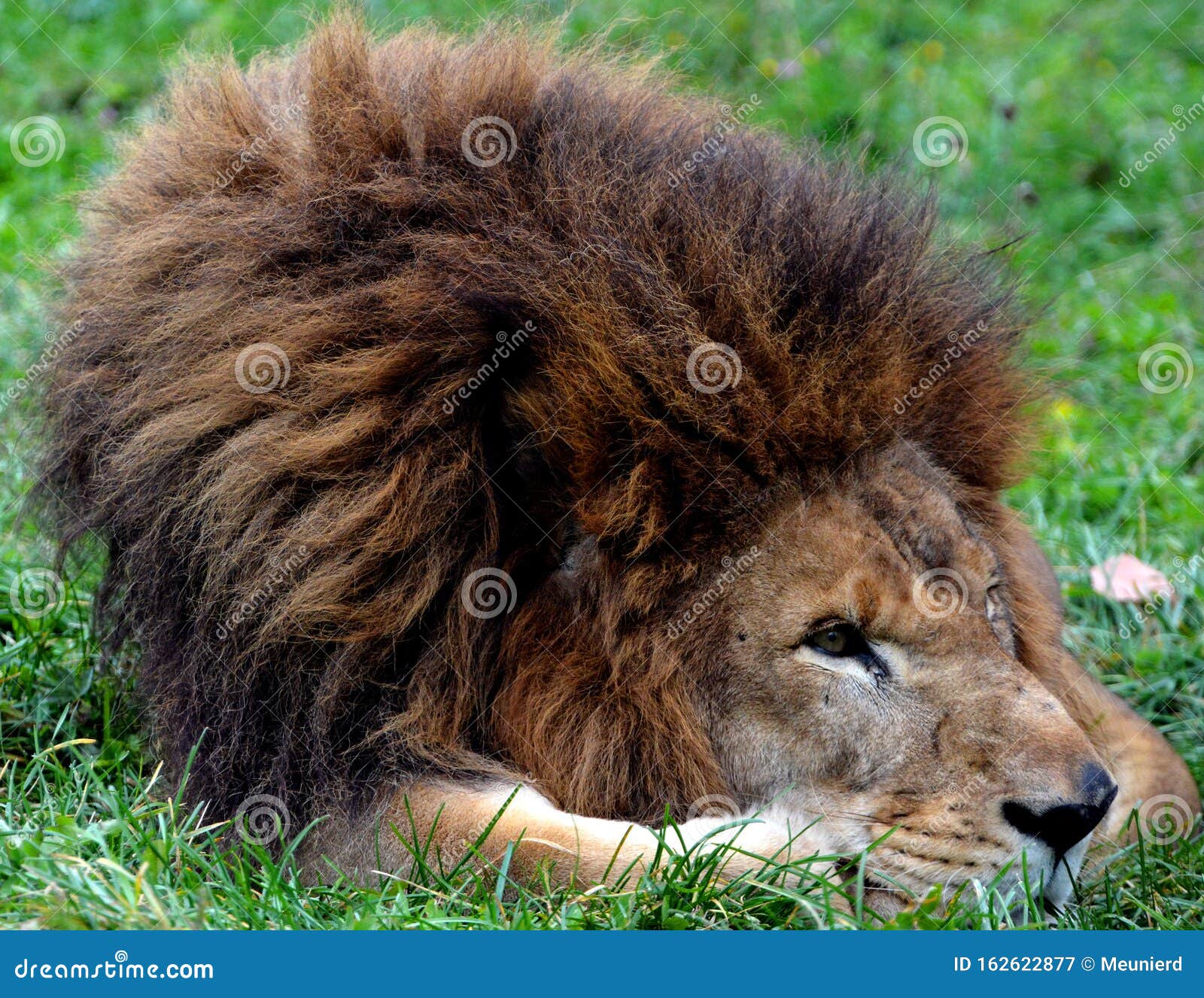 Male lion mane stock image. Image of nature, furry, animal - 162622877