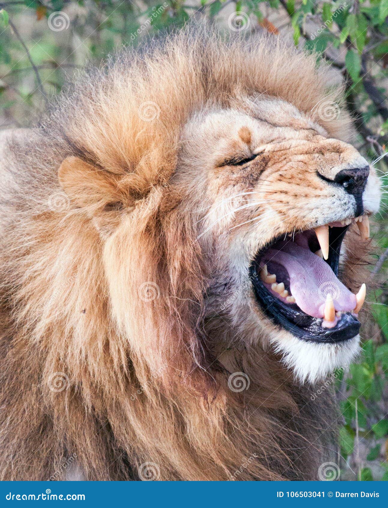 Male Lion With Mouth Open During Flehmen Response Stock Image Image