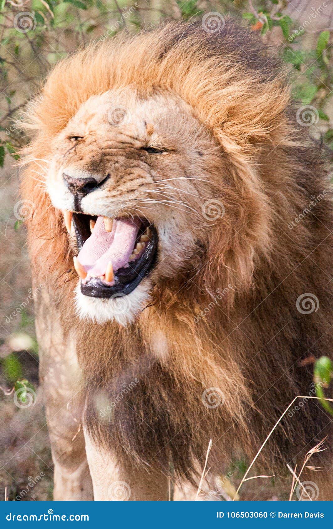 roses in the mouth of the lion roses in the mouth of the lion