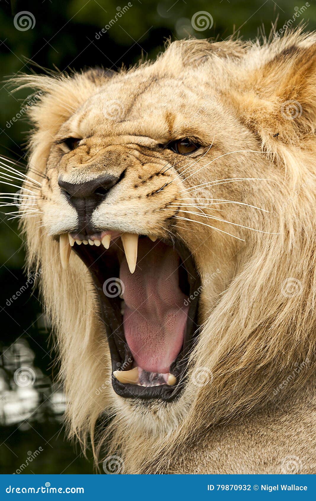roses in the mouth of the lion roses in the mouth of the lion