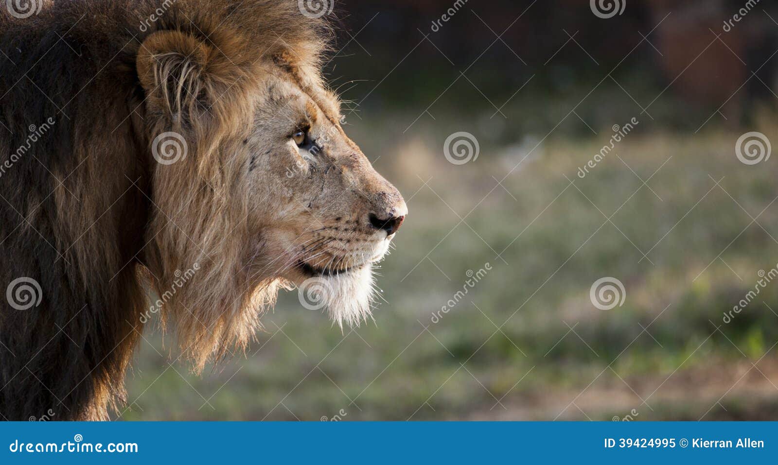 male lion south africa
