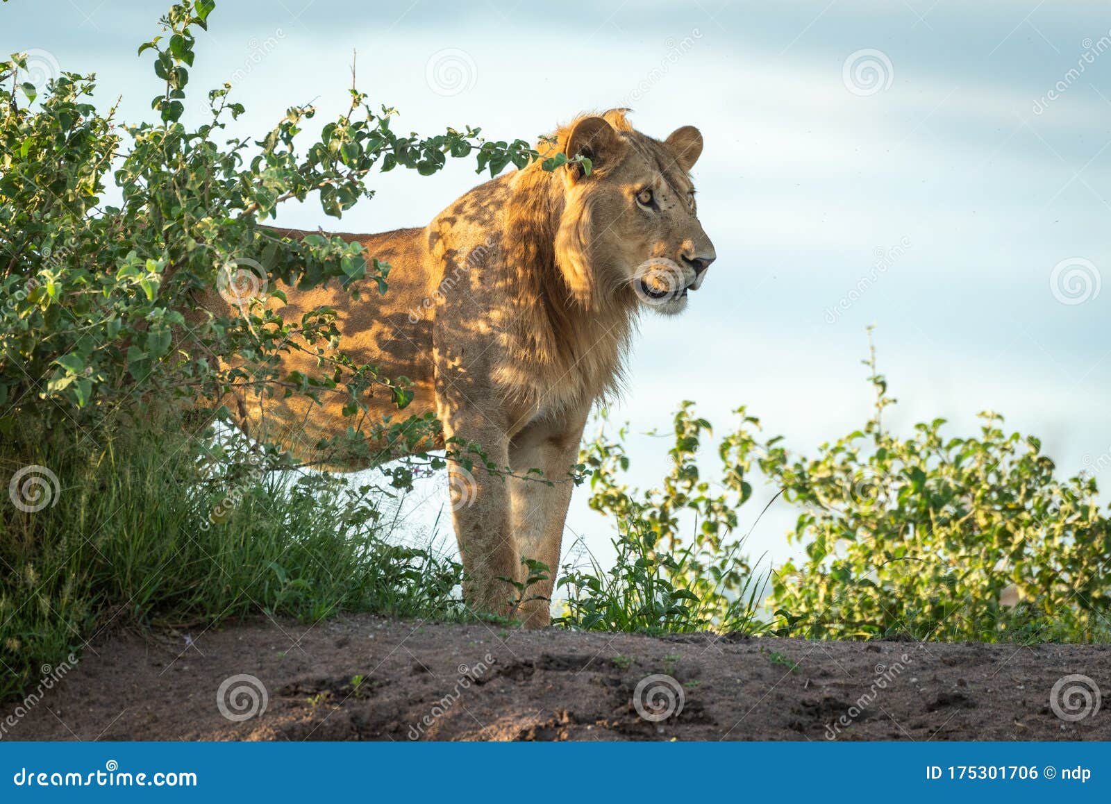 Male Lion Stands on Mound by Bushes Stock Photo Image of stands