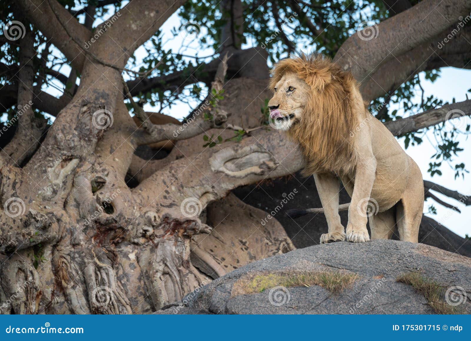 Male Lion Stands on Rock by Tree Stock Image Image of predator