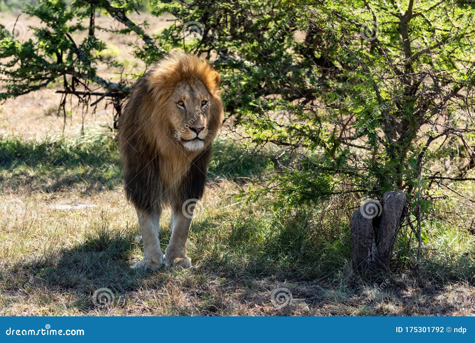 Male Lion Stands in Shade Looking Ahead Stock Photo Image of felid