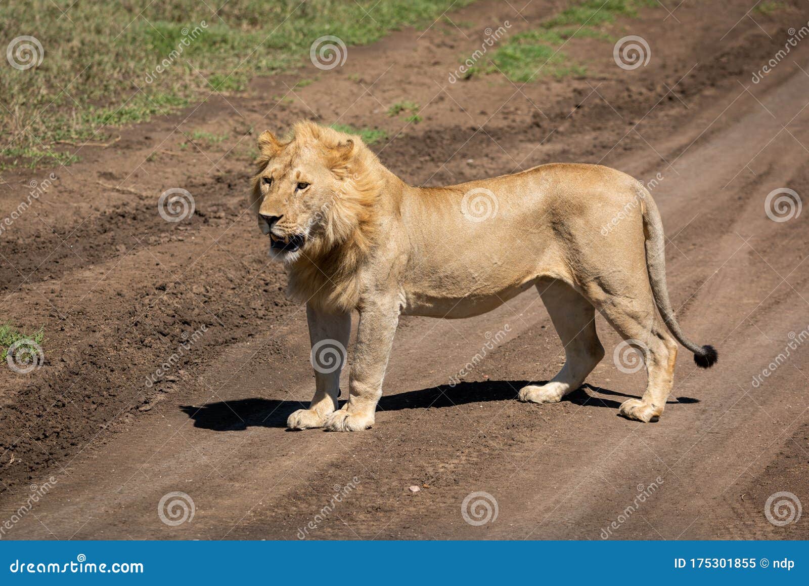 Male Lion Stands on Track Facing Left Stock Image Image of drive