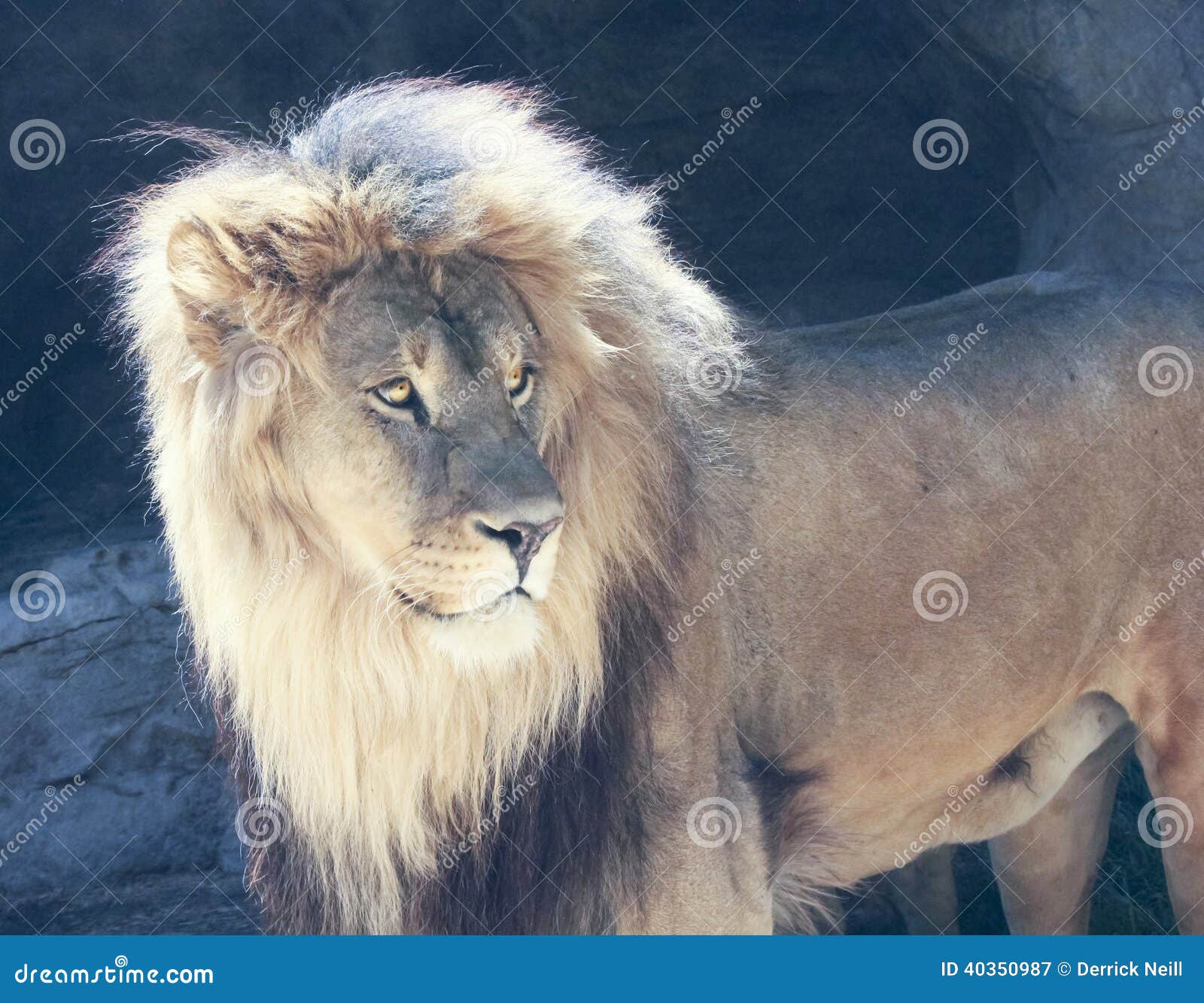 a male lion with a sunlit mane