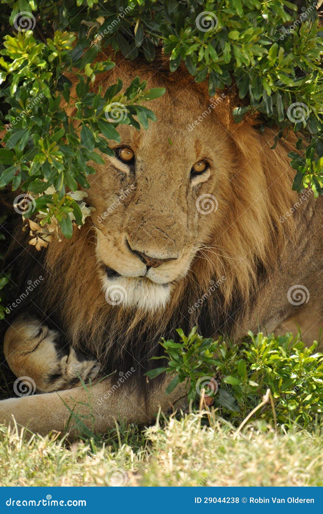 Male lion under a bush stock photo. Image of hair, african ...