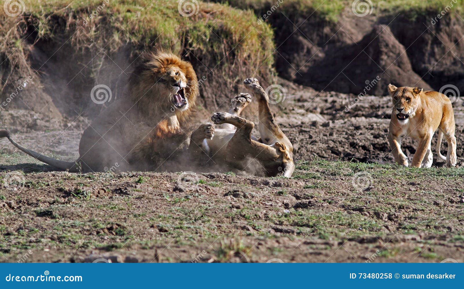 male lions fighting