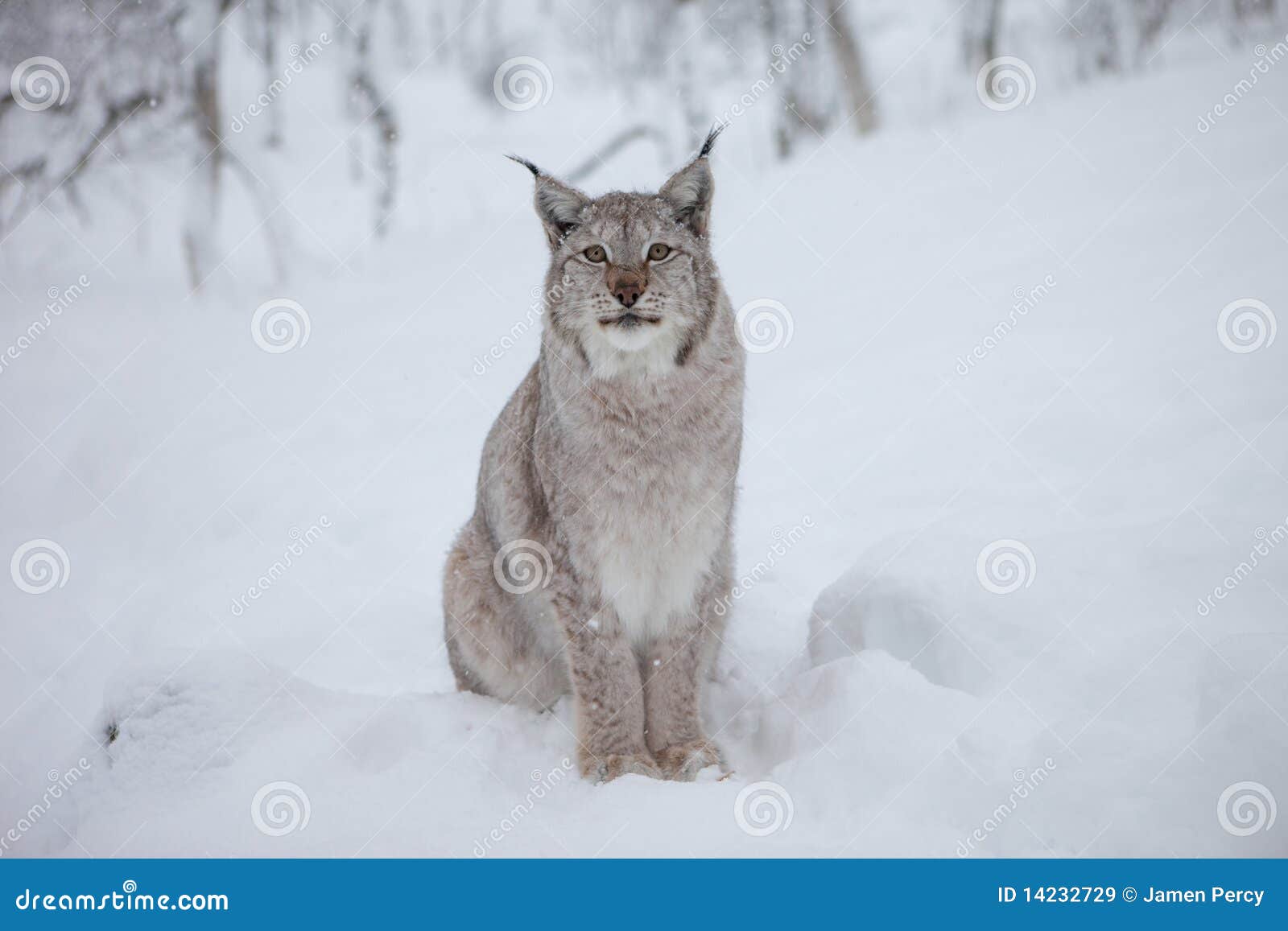 A male Lynx stares stock image. Image of pole, sleet - 14232729