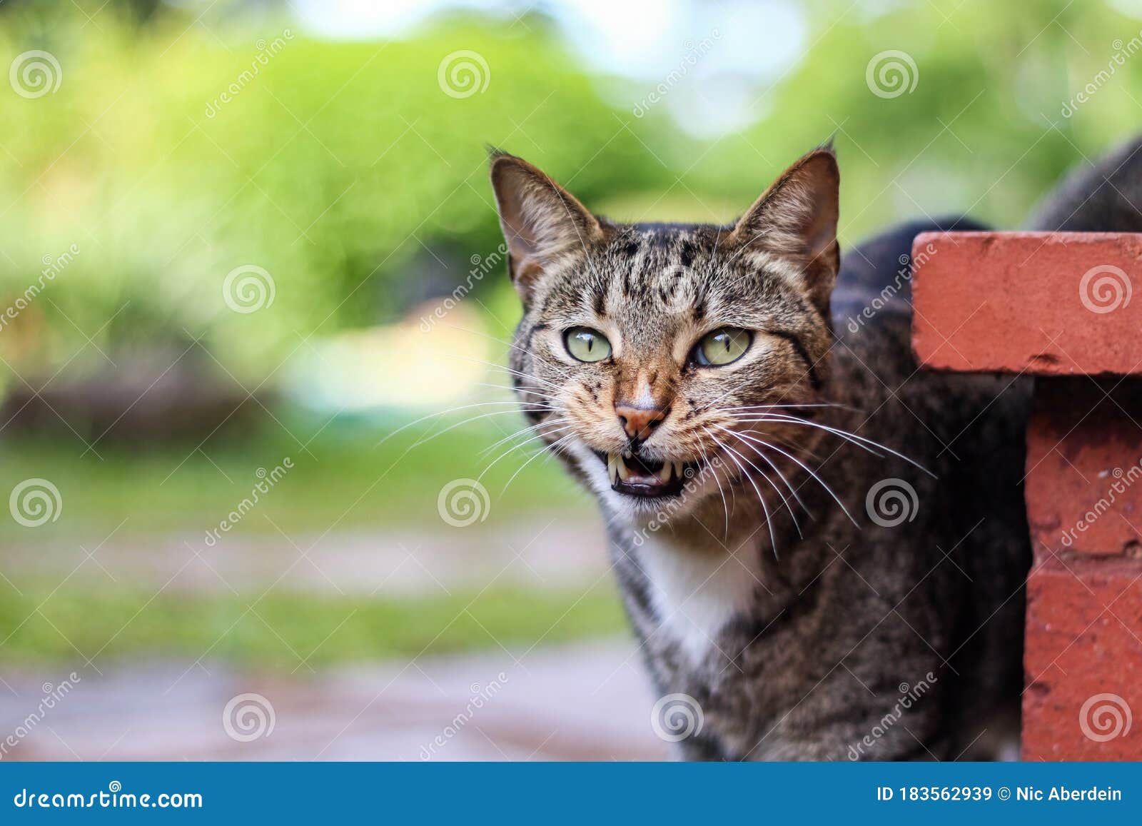 Male Mackerel Tabby Cat Playing Outside Stock Image Image of adorable