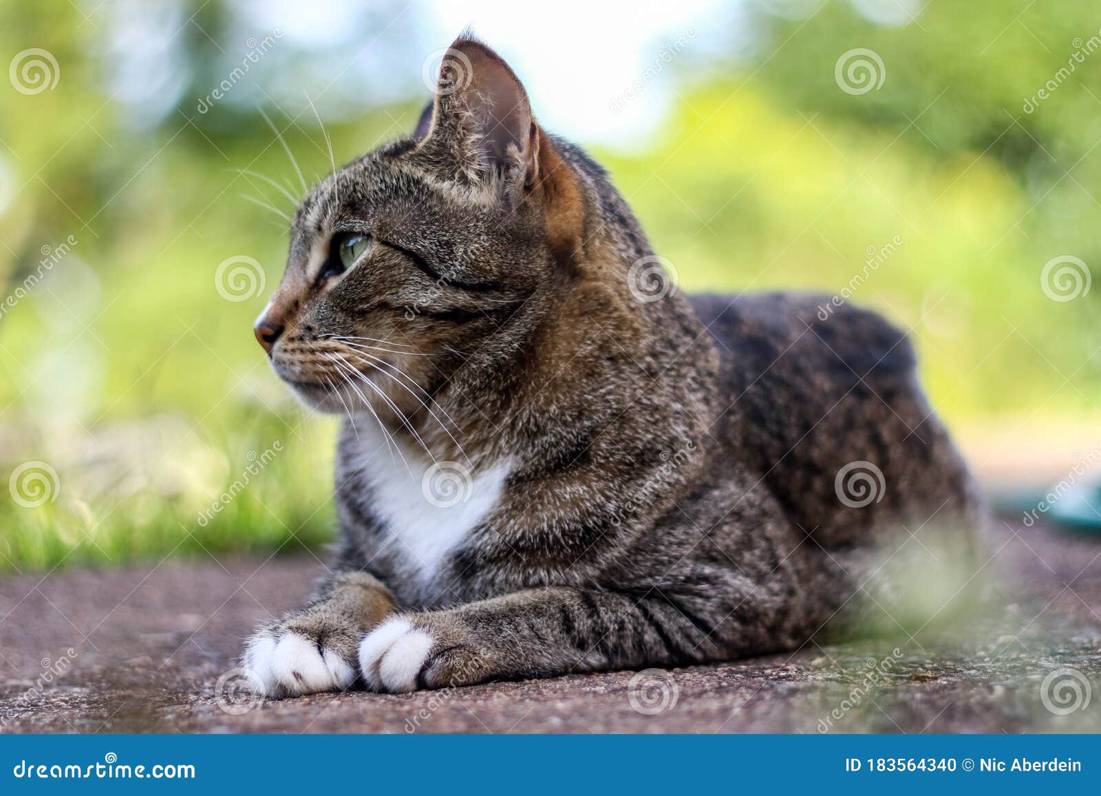 Male Mackerel Tabby Cat Playing Outside Stock Photo Image of cute
