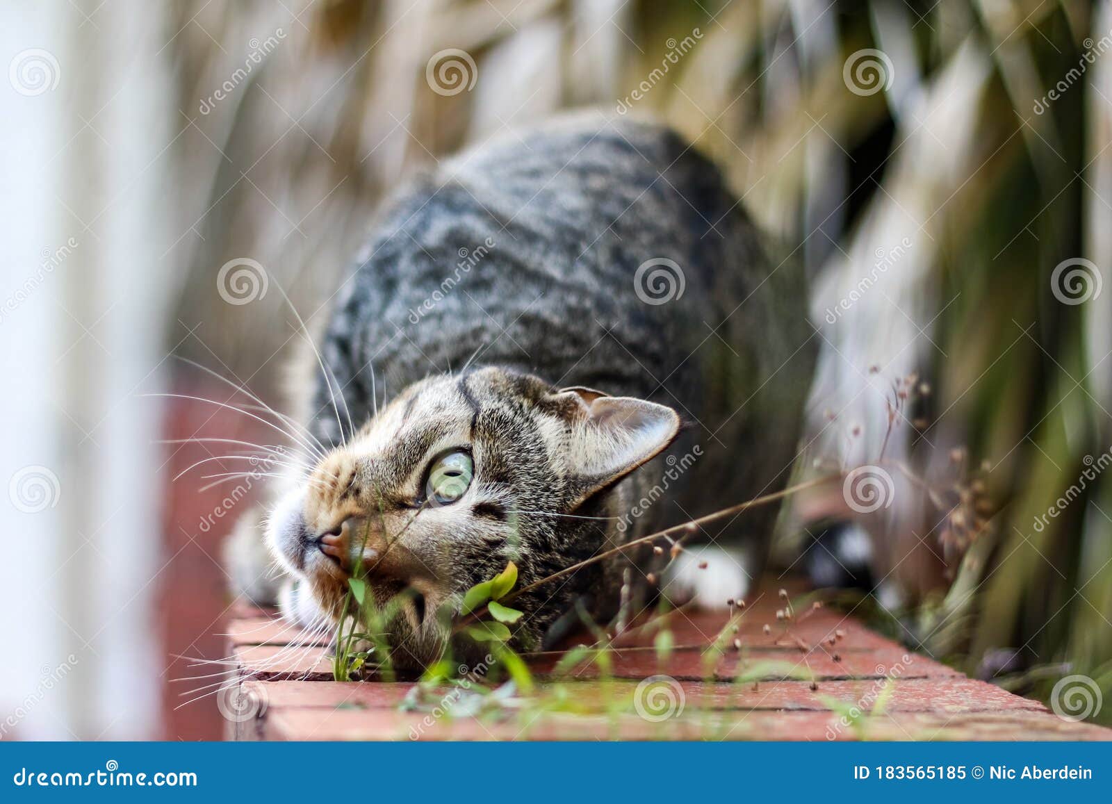 Male Mackerel Tabby Cat Playing Outside Stock Image Image of feline