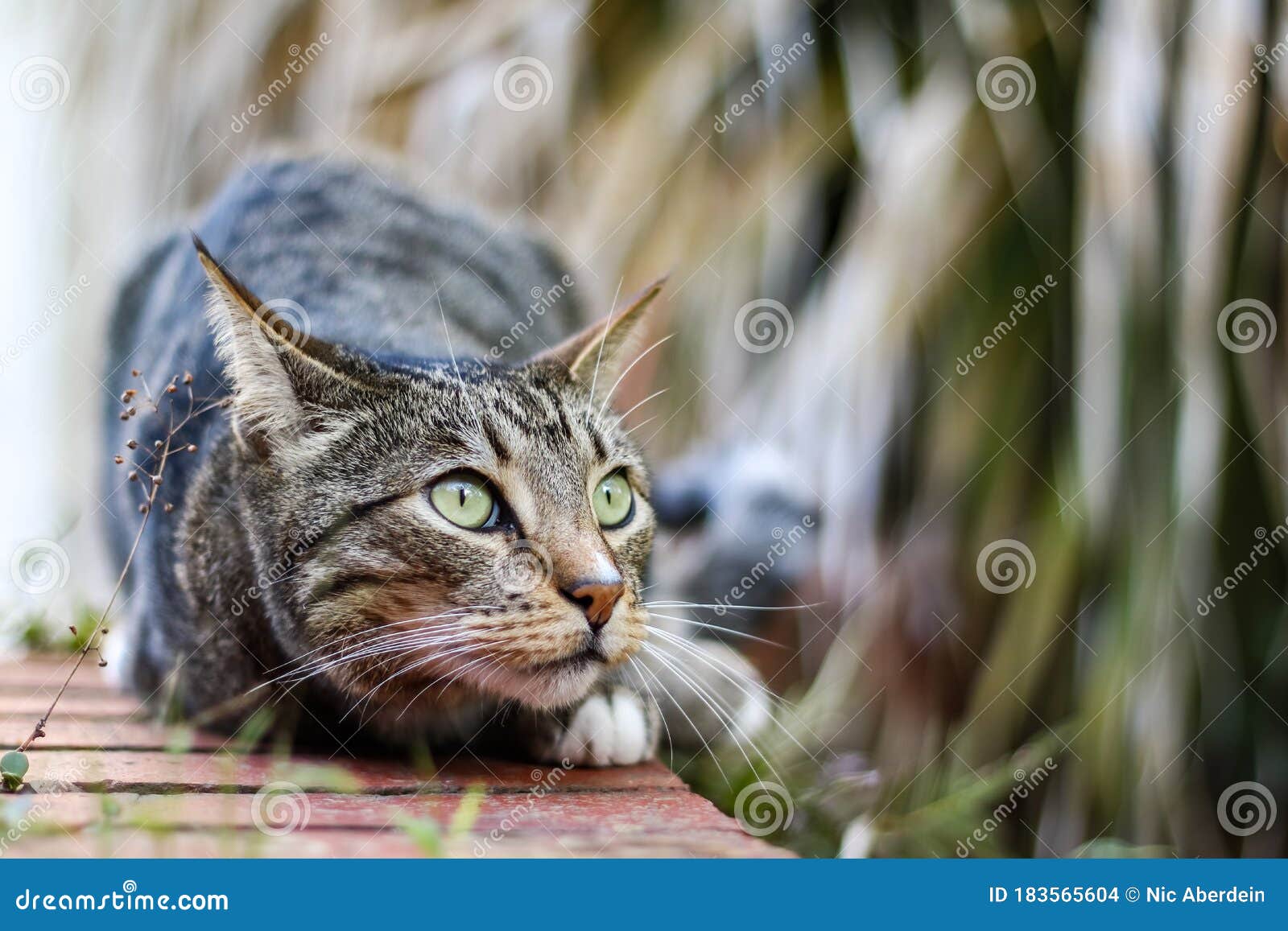 Male Mackerel Tabby Cat Playing Outside Stock Photo Image of mammal