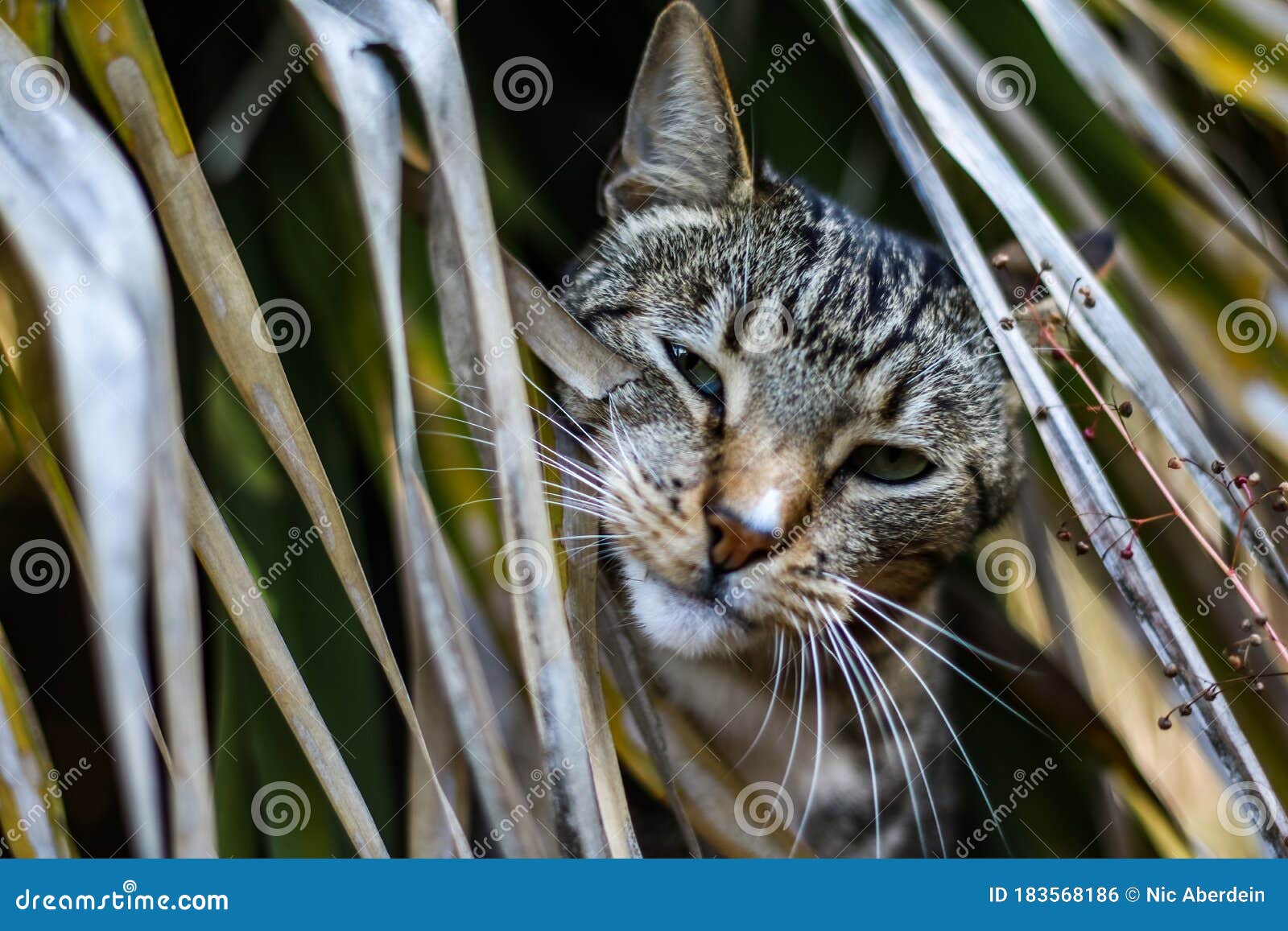 Male Mackerel Tabby Cat Playing Outside Amoungst Fern Leaves Stock