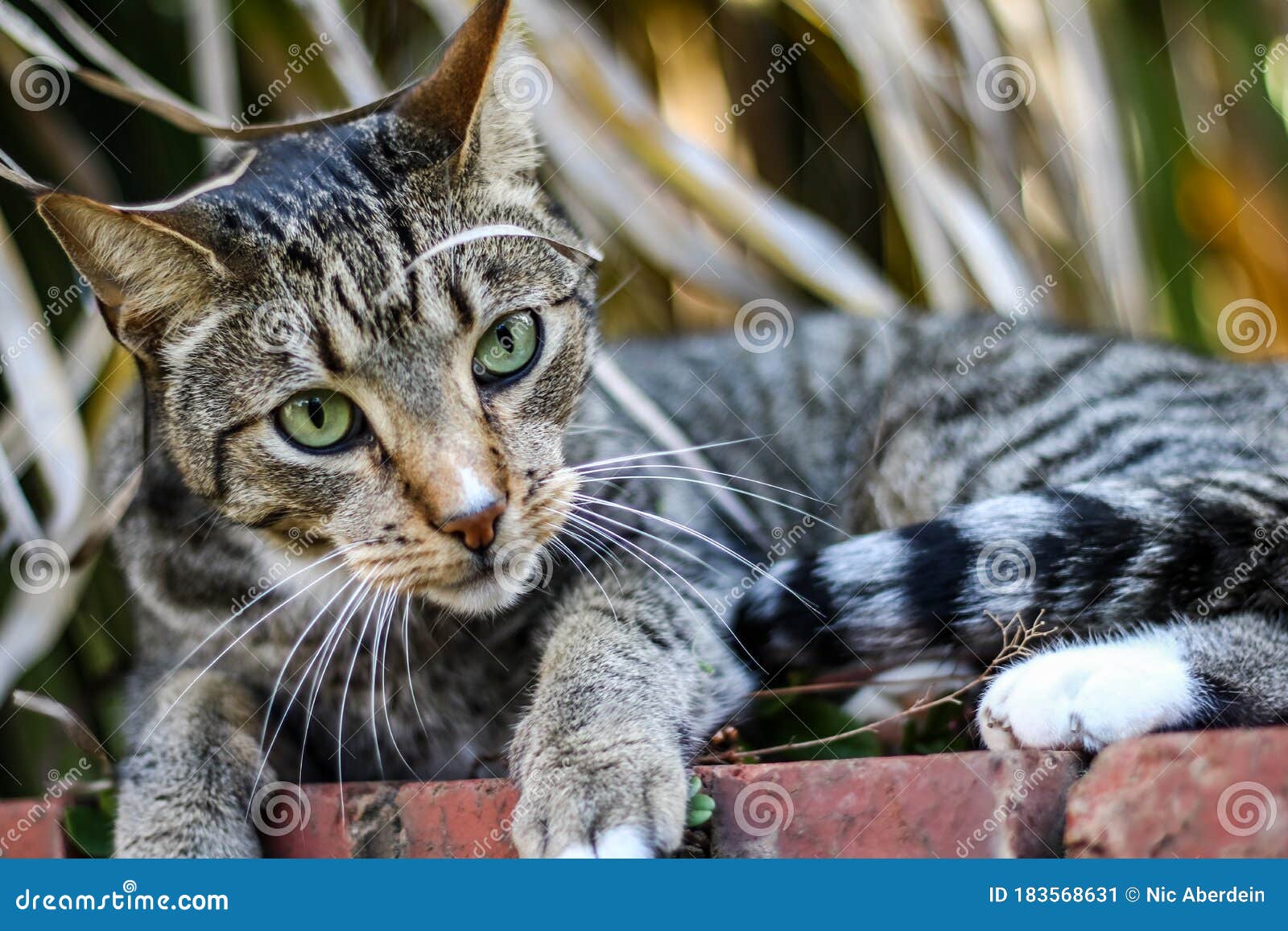 Close View of Mackerel Tabby Cat Playing on the Garden Bricks Stock
