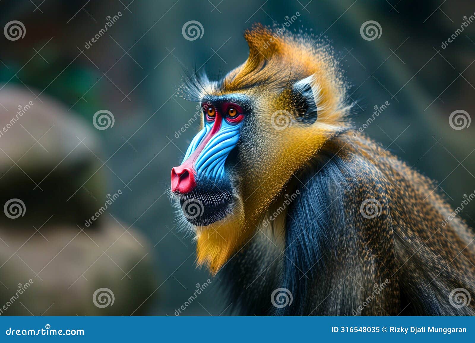 a male mandrill with its vibrant blue and red facial markings on full display
