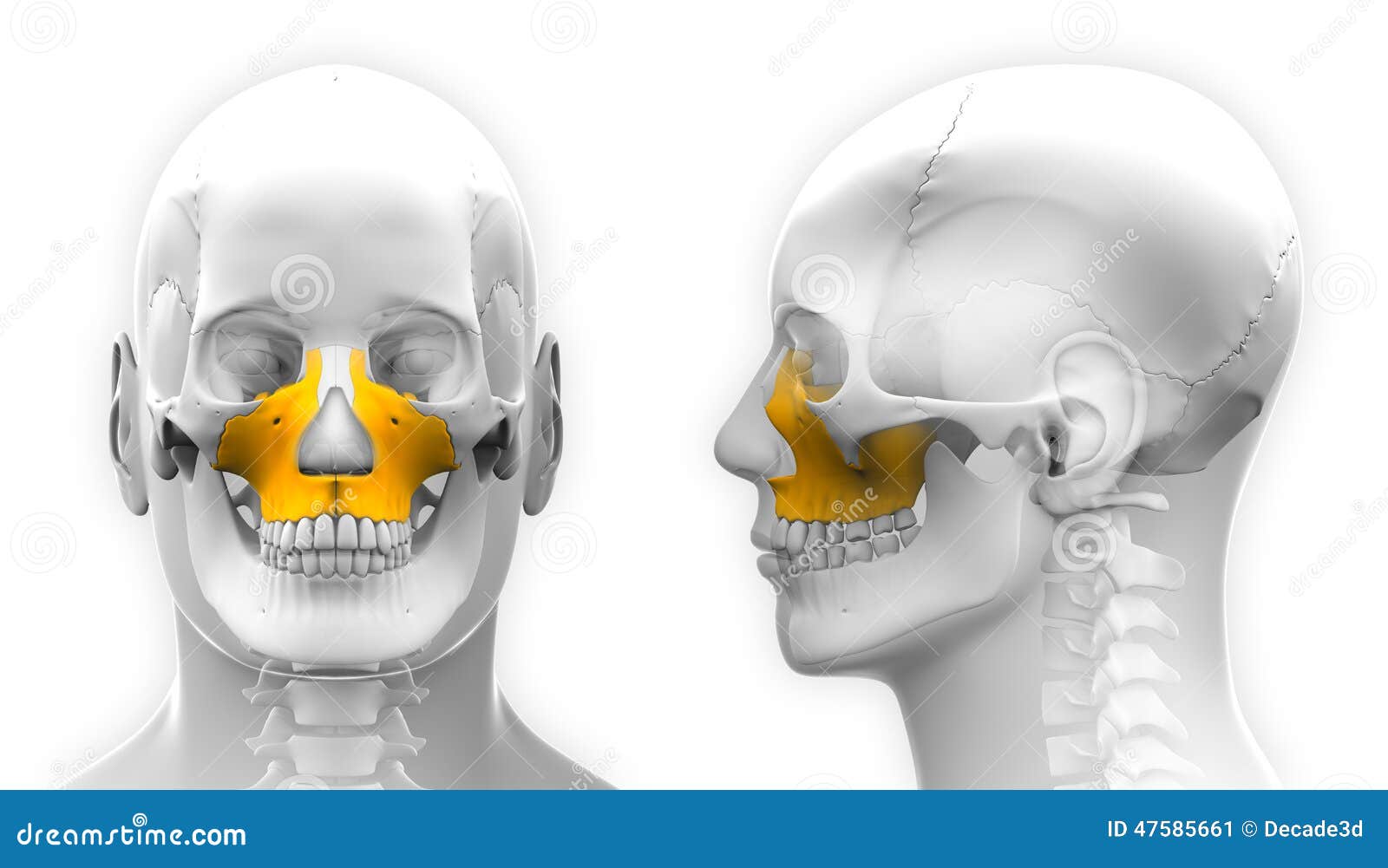 male maxilla bone skull anatomy isolated on white stock maxilla